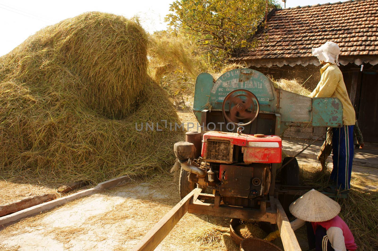 farmer harvesting paddy grain by threshing machine by xuanhuongho