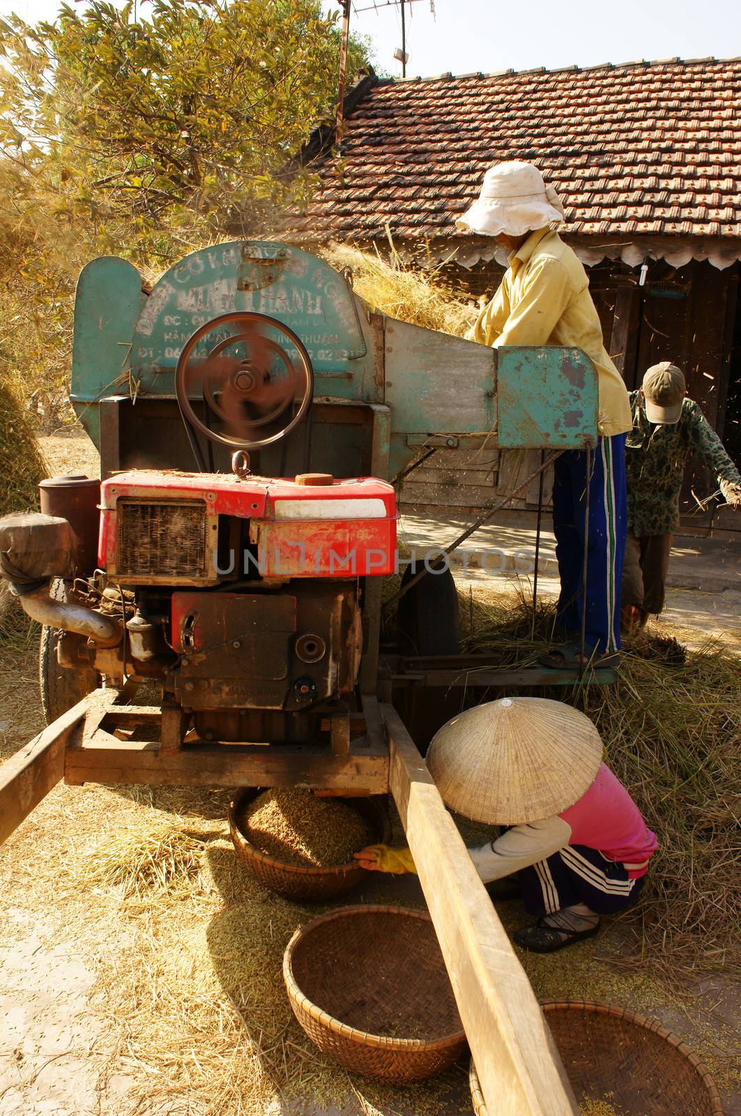 farmer harvesting paddy grain by threshing machine by xuanhuongho