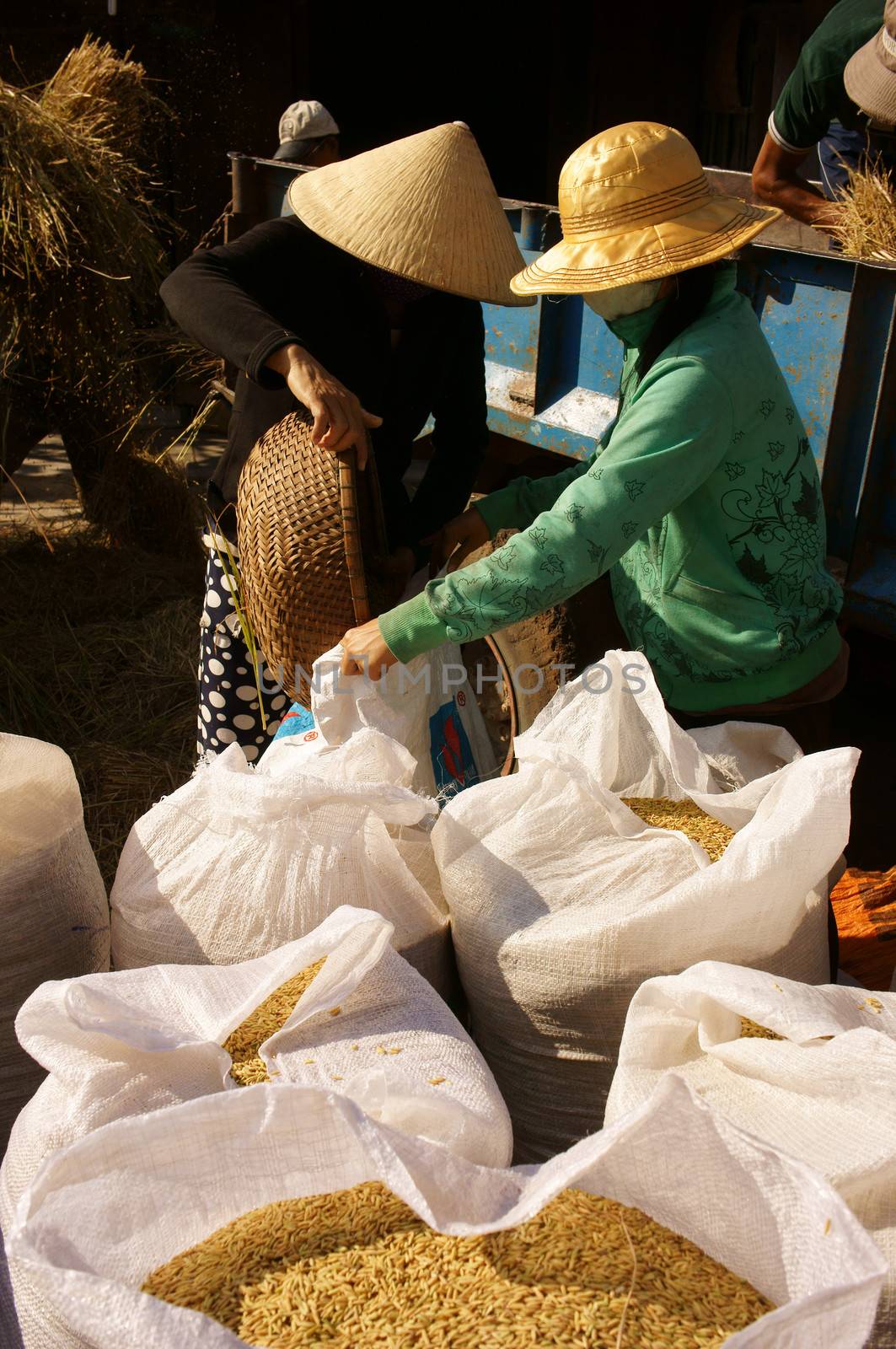 BINH THUAN, VIETNAM- FEB 15: Family of farmer harvesting paddy grain from good crop at home, they thresher rice by threshing machine, product put into sack, dynamic atmosphere, Viet Nam, Feb 15,2014