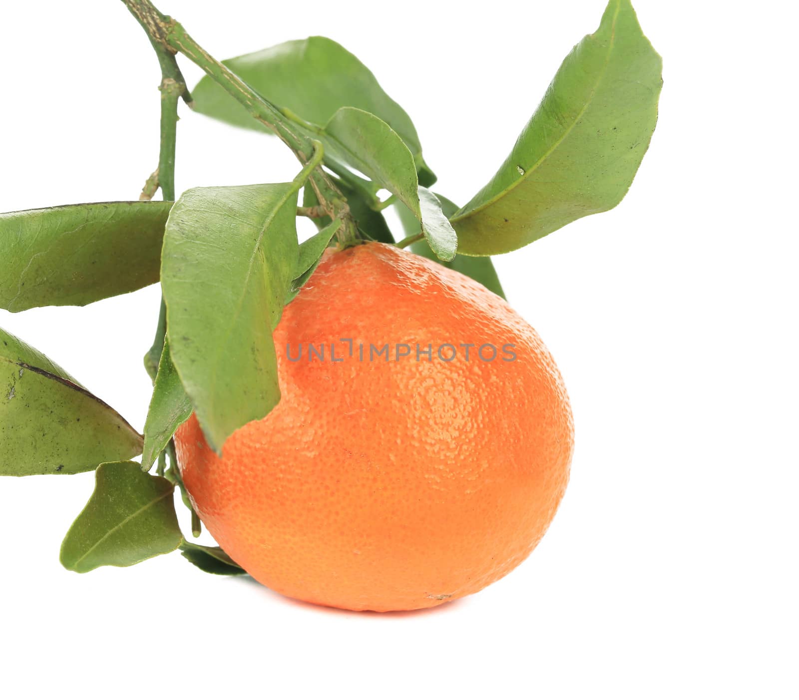 Ripe mandarin with green leaves. Isolated on a white background.
