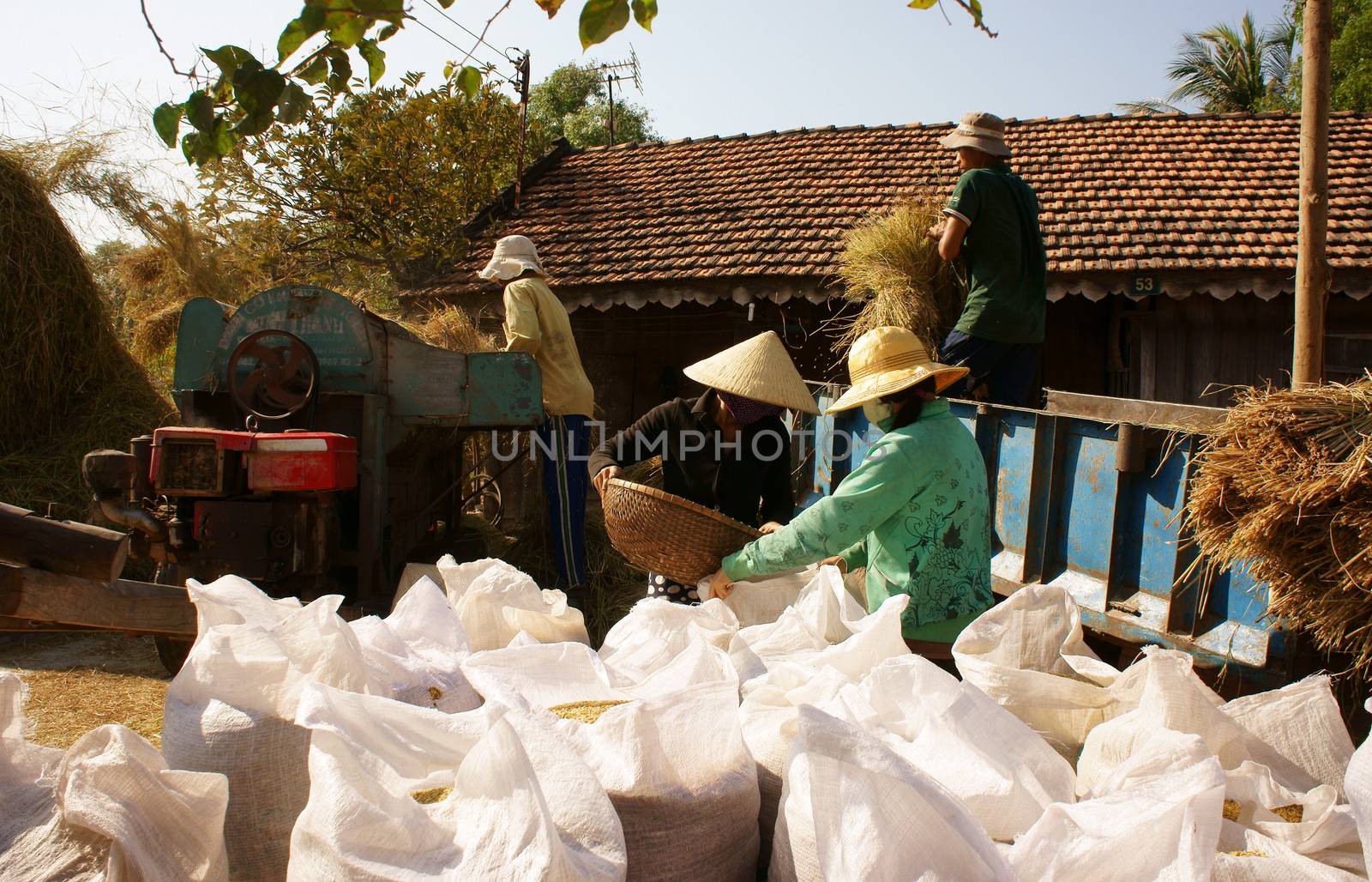 BINH THUAN, VIETNAM- FEB 15: Family of farmer harvesting paddy grain from good crop at home, they thresher rice by threshing machine, product put into sack, dynamic atmosphere, Viet Nam, Feb 15,2014