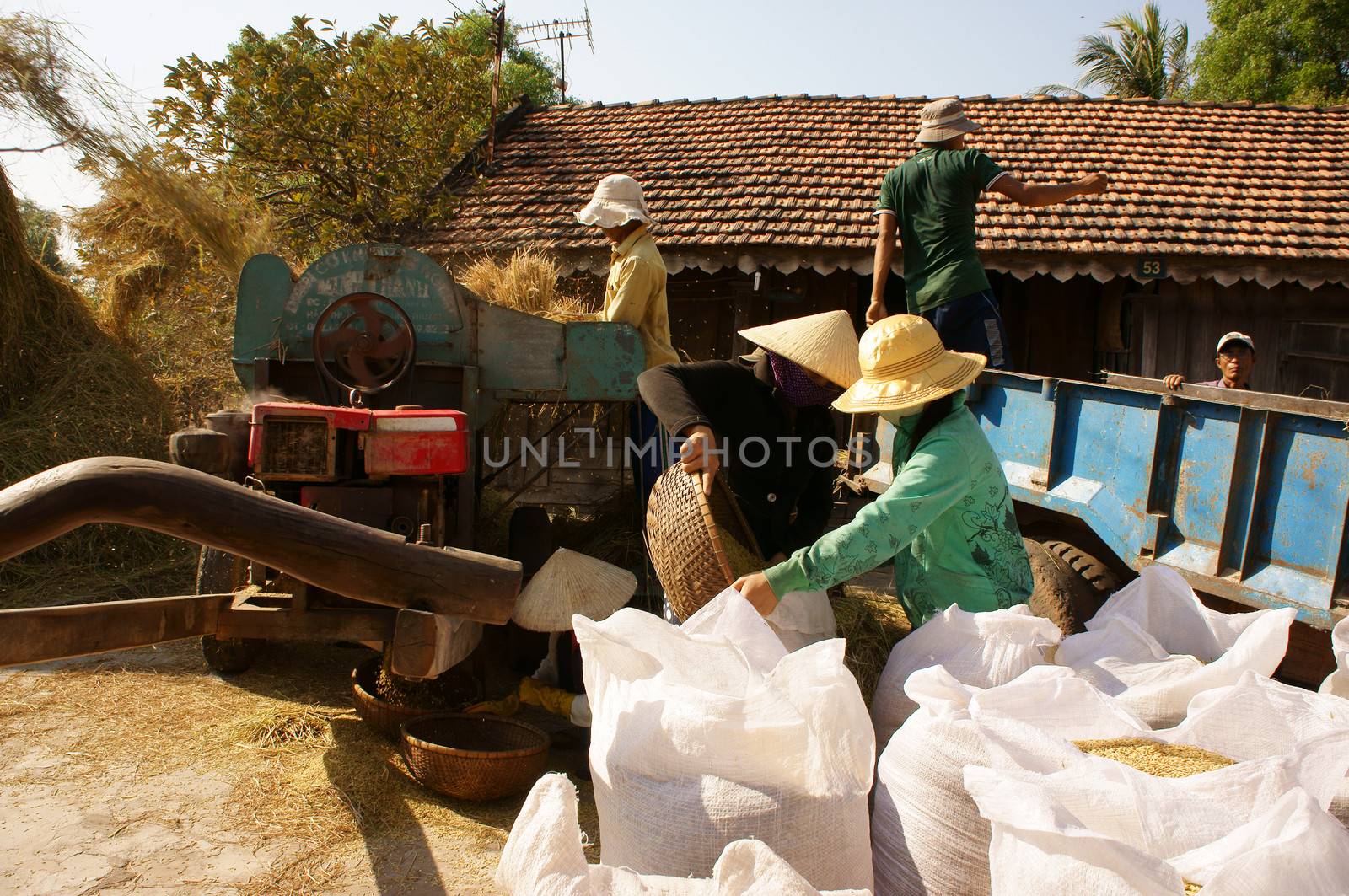BINH THUAN, VIETNAM- FEB 15: Family of farmer harvesting paddy grain from good crop at home, they thresher rice by threshing machine, product put into sack, dynamic atmosphere, Viet Nam, Feb 15,2014