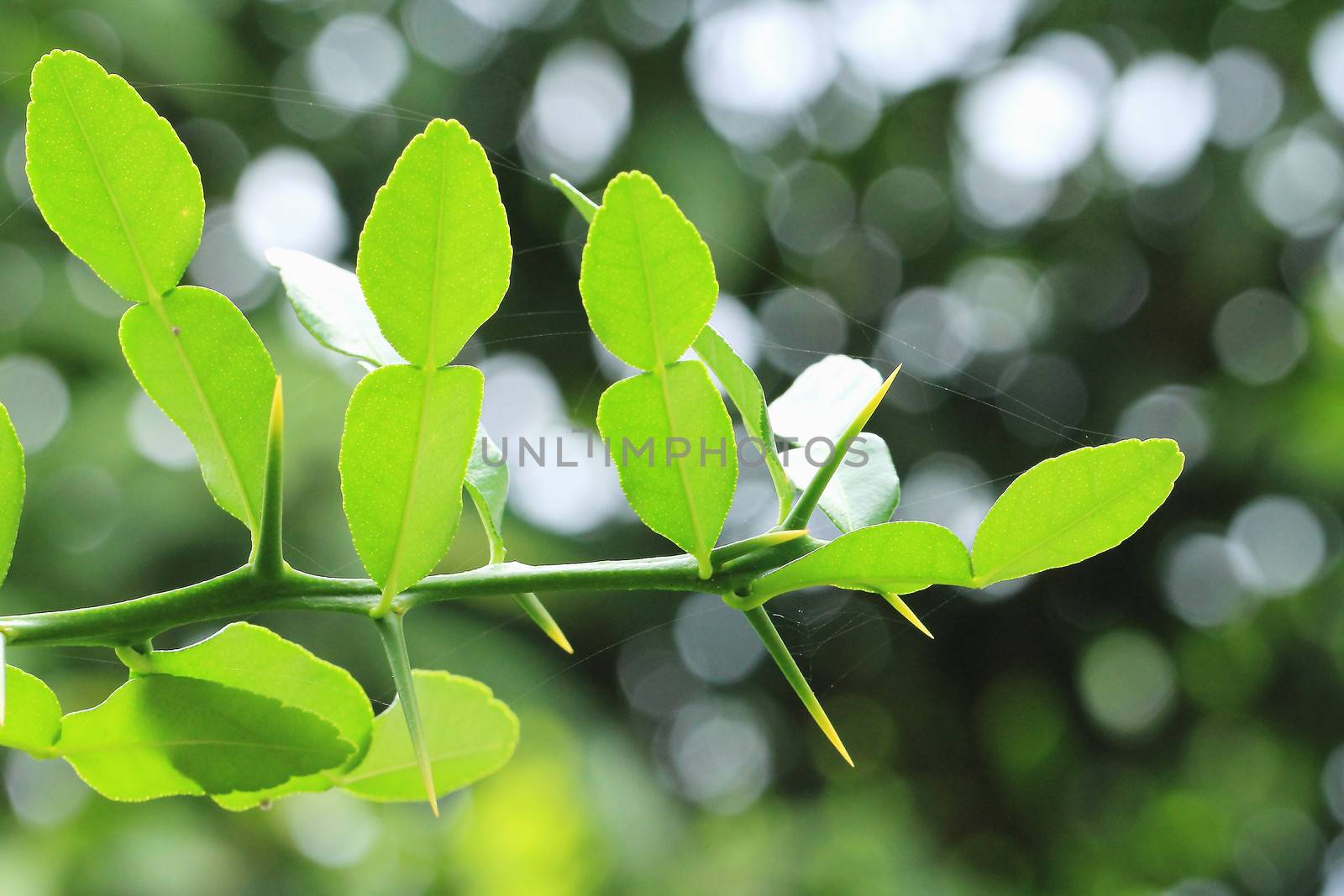 Kaffir lime or bergamot leaves