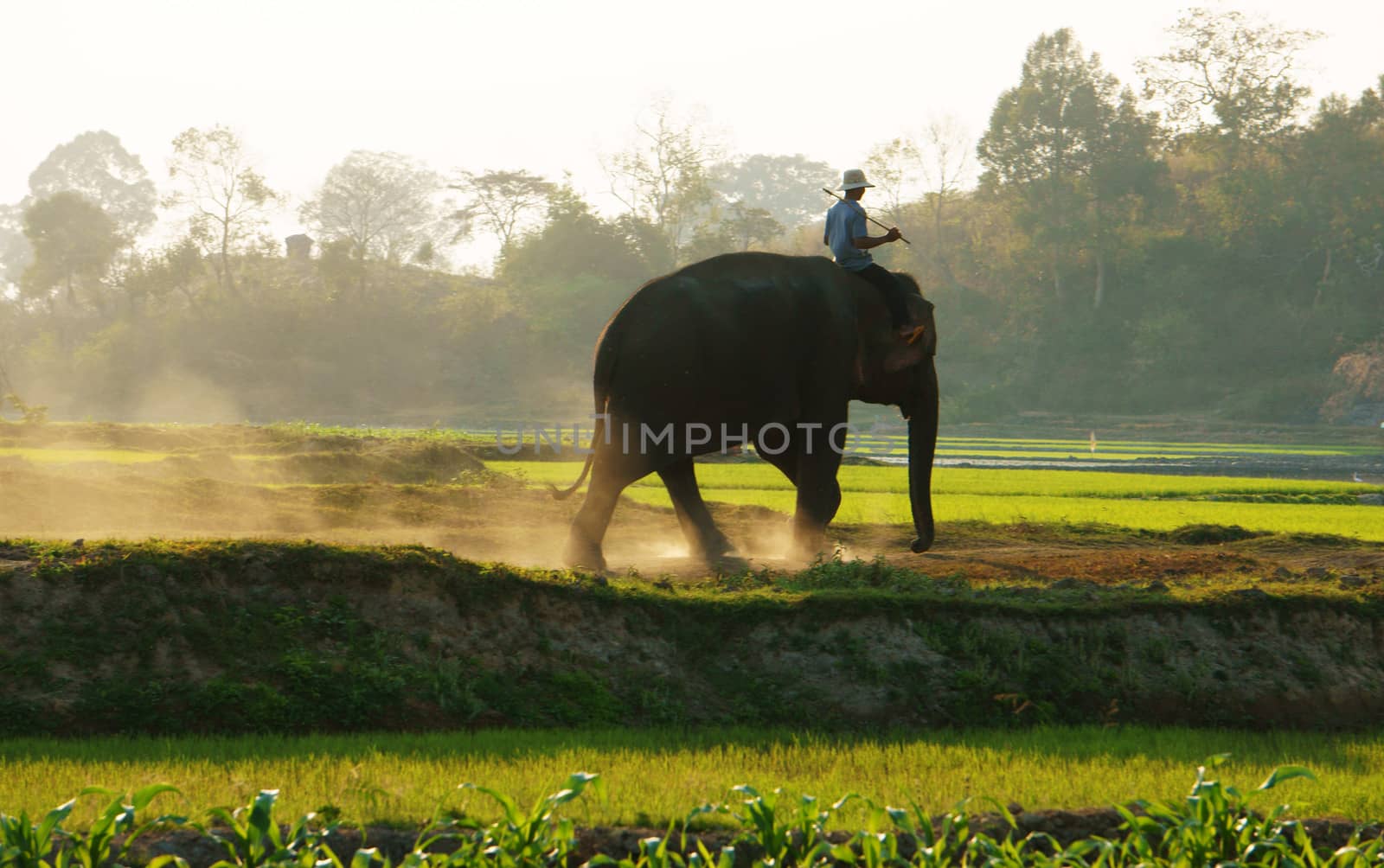 BUON ME THUOT, VIETNAM- FEB 7: People ride elephant on path at countryside, dusty way by dust of soil, vegetalble field in green at evening, mahout ride this animal for travel, Viet Nam, Feb 7, 2014