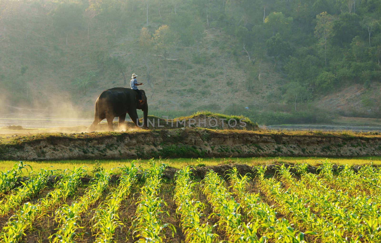 People ride elephant on path at countryside by xuanhuongho