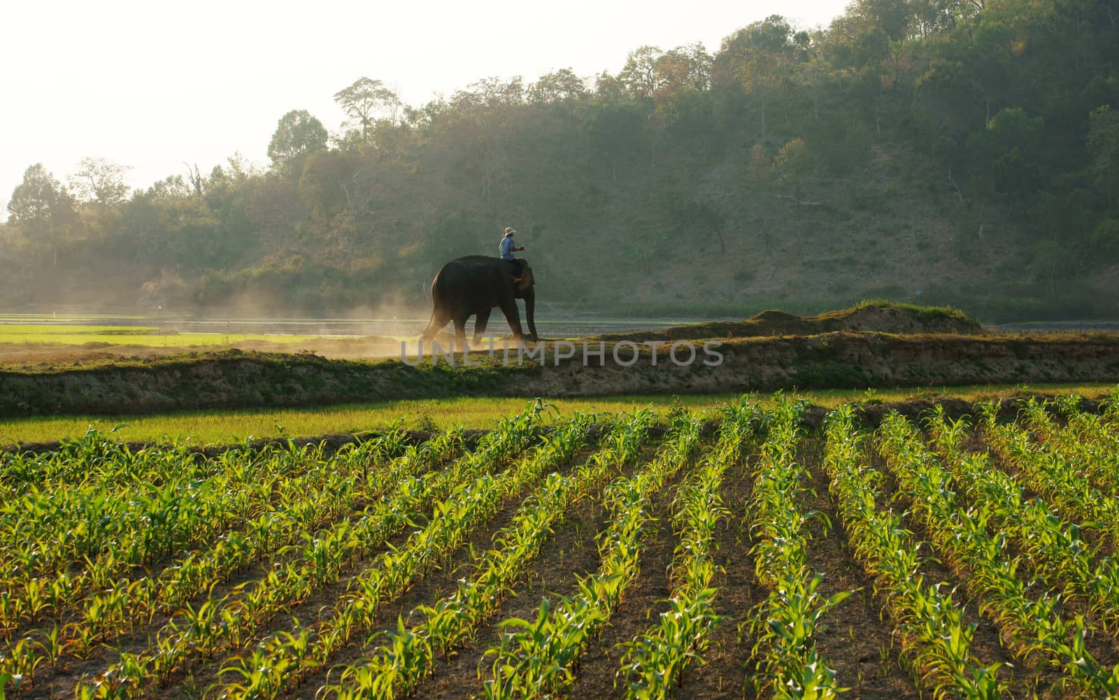 BUON ME THUOT, VIETNAM- FEB 7: People ride elephant on path at countryside, dusty way by dust of soil, vegetalble field in green at evening, mahout ride this animal for travel, Viet Nam, Feb 7, 2014