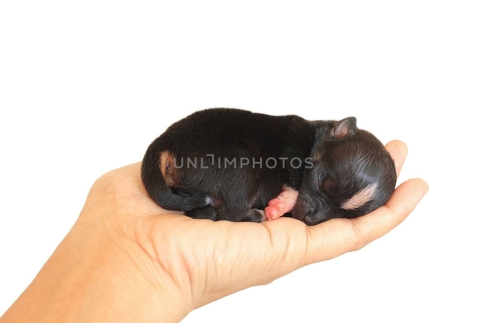 Tiny newborn chihuahua puppy on the palm of a woman isolated on white background