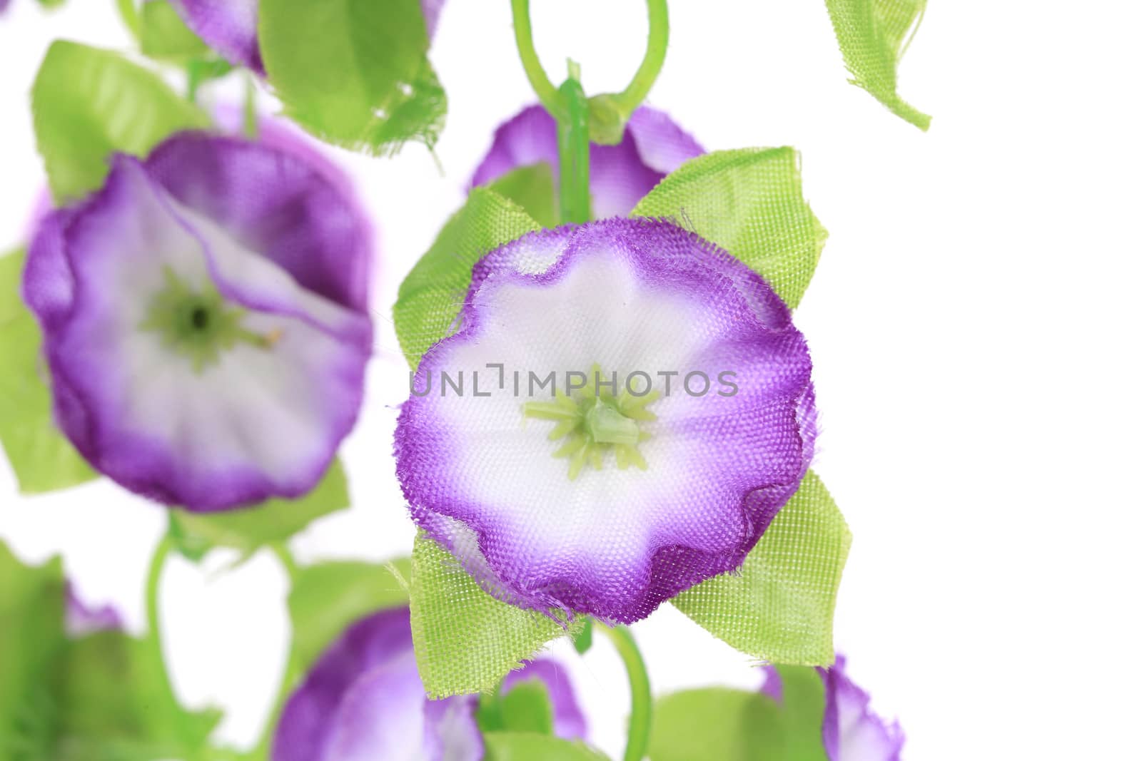 Hanging lilac artificial flowers. On a white background.