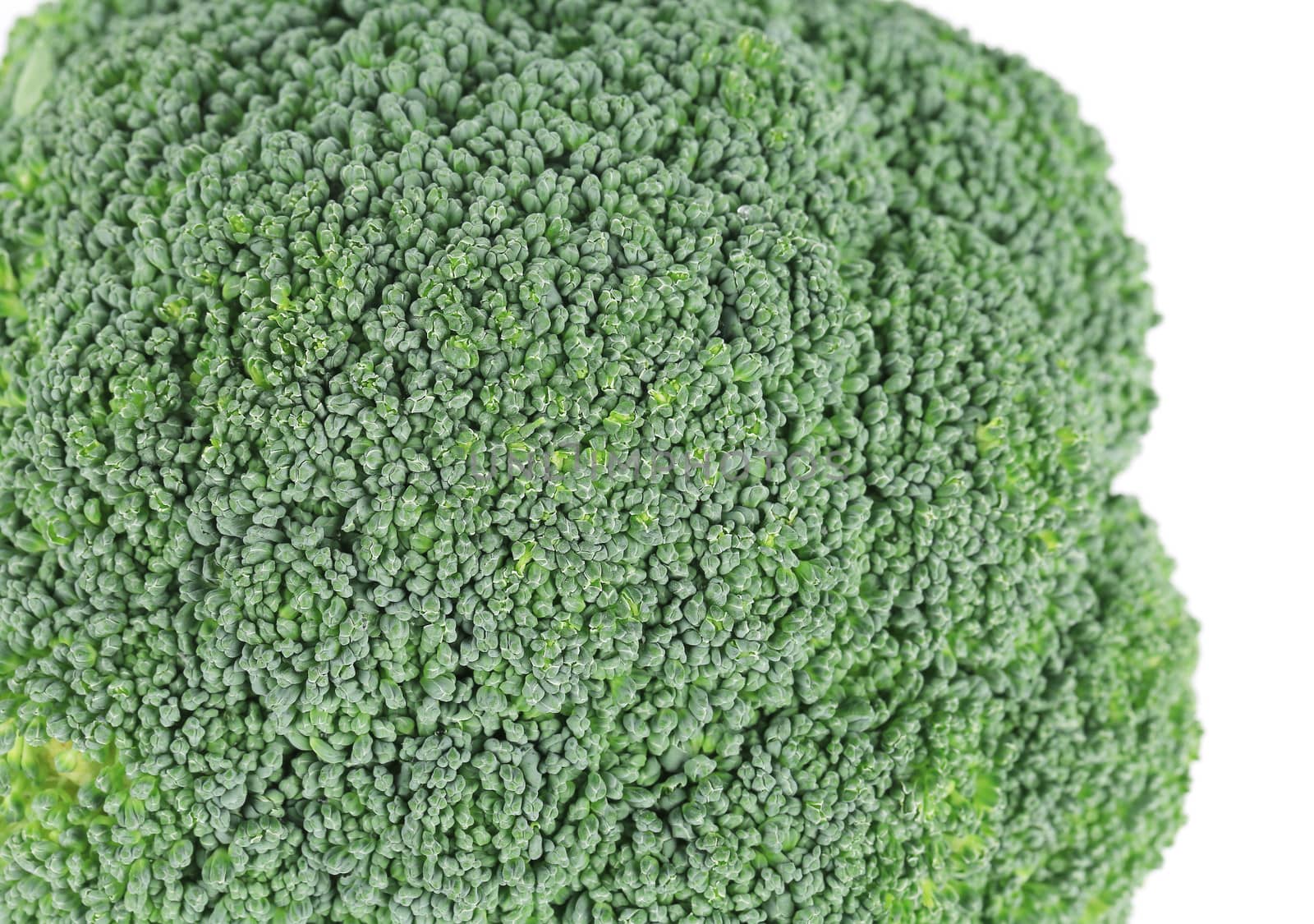 Fresh broccoli. Isolated on a white background.