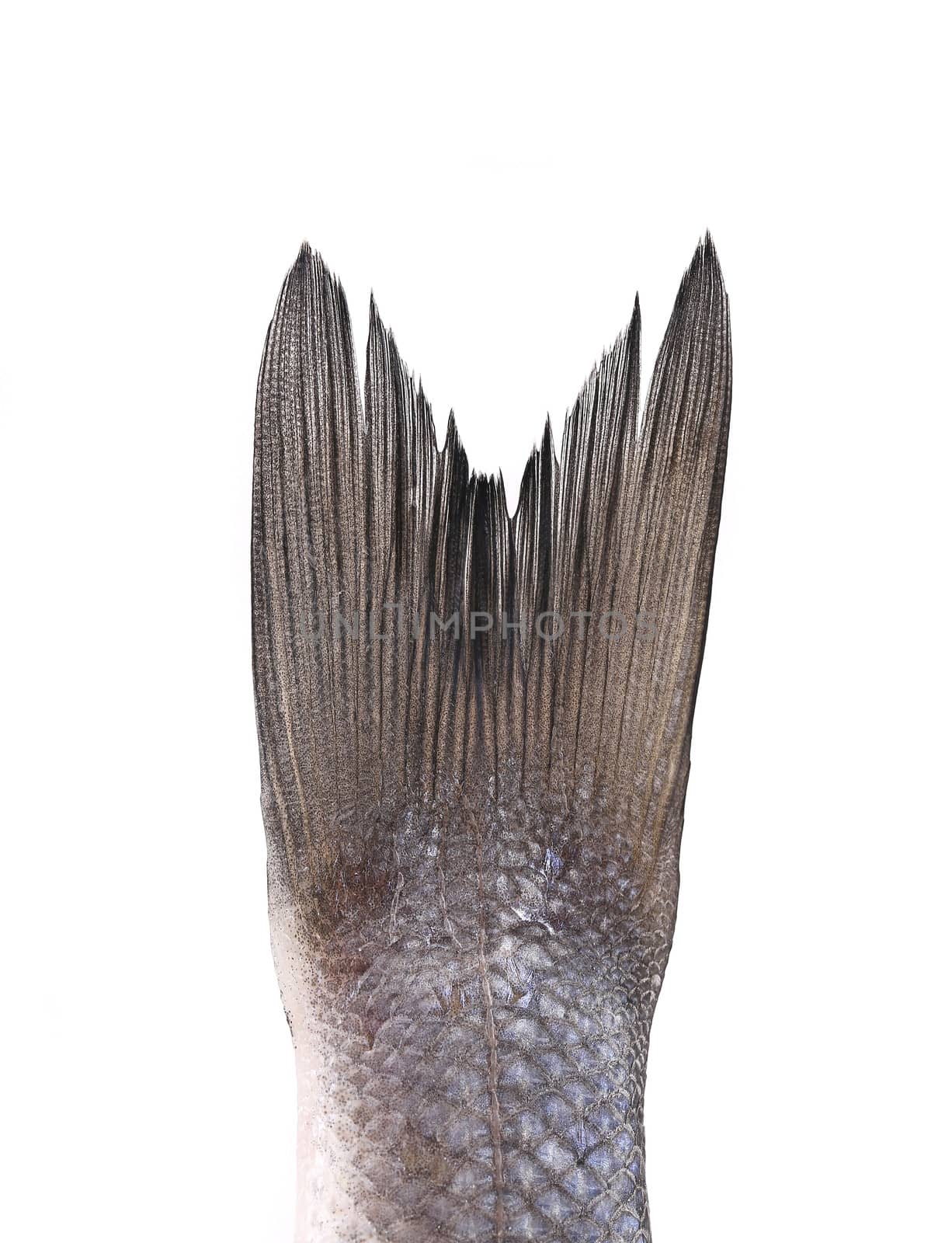 Fresh seabass tail. Isolated on a white background.