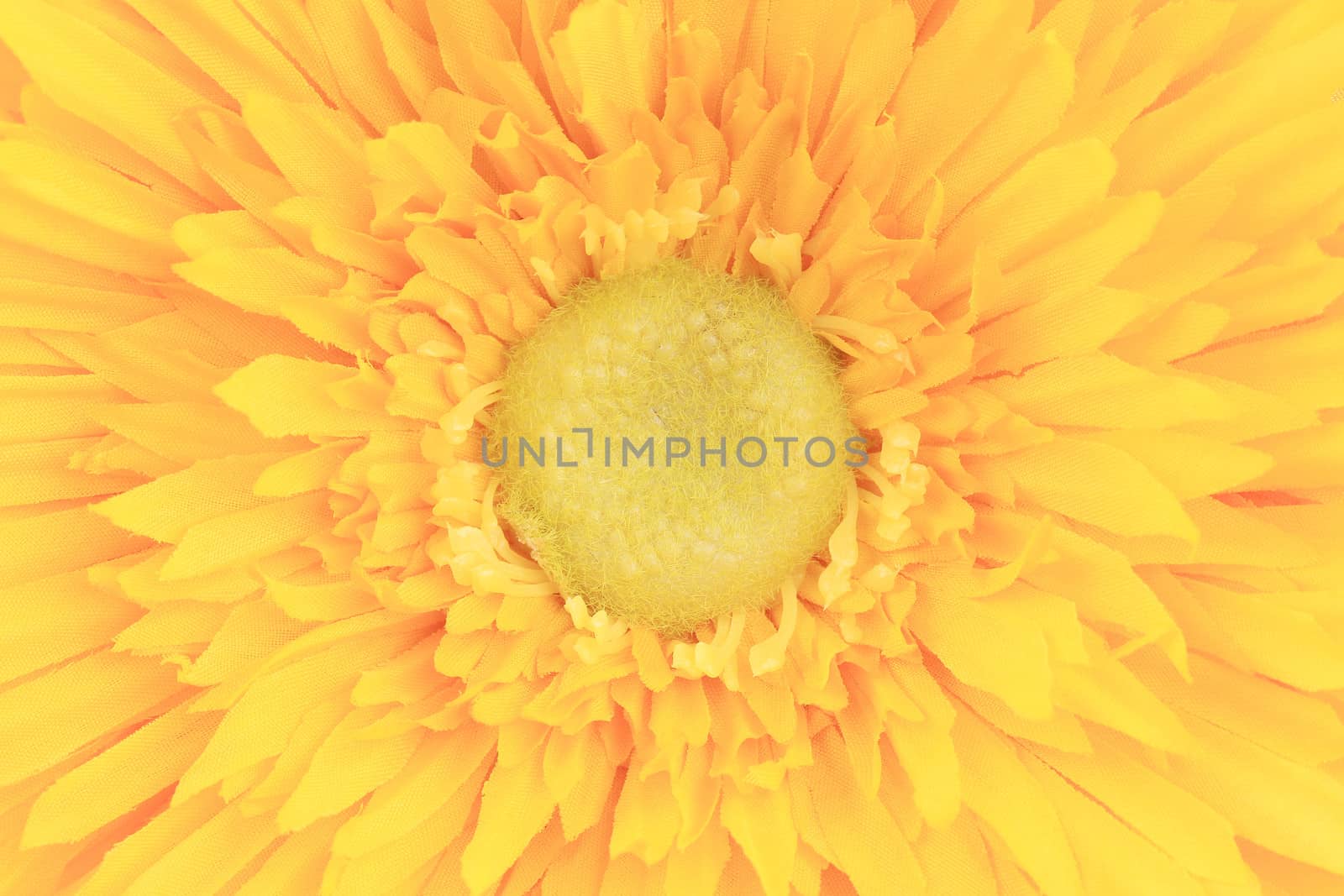 Yellow flower core closeup. Close up. Whole background.