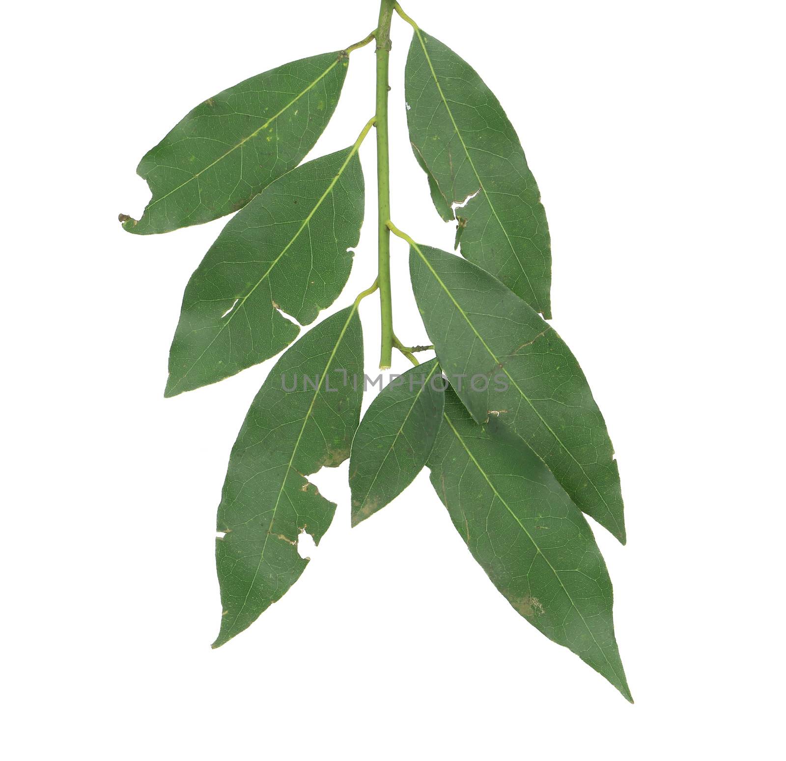 Bay leaves. Isolated on a white background.