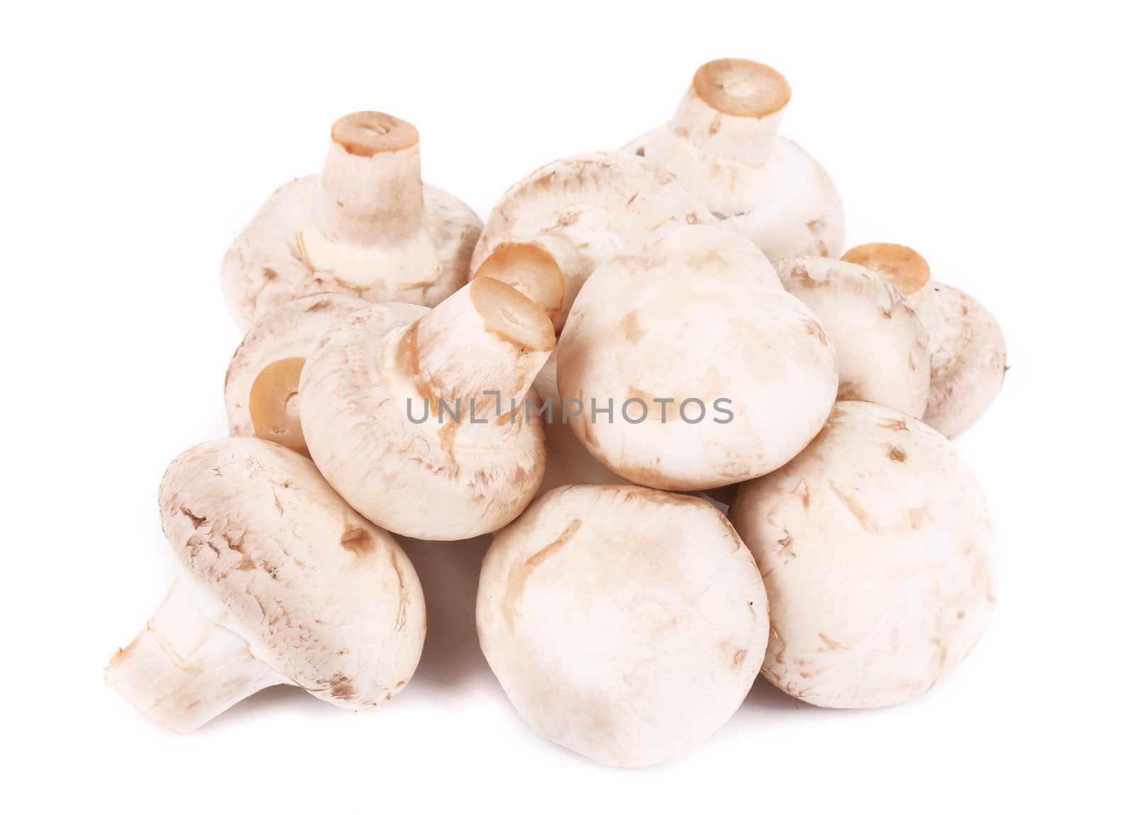 Bunch of white mushrooms close up. Isolated on a white background.