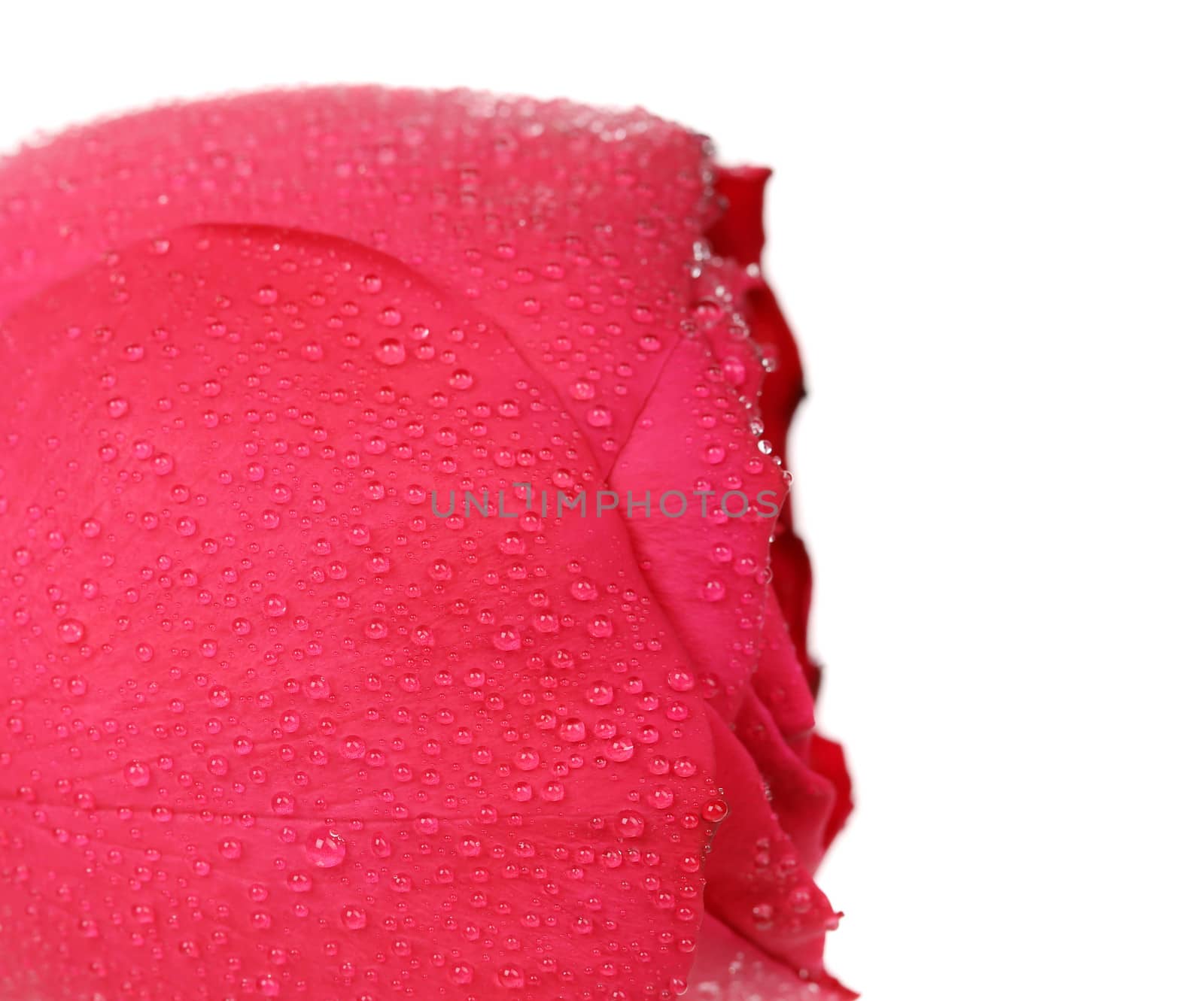 Background of a wet red rose. Whole background.