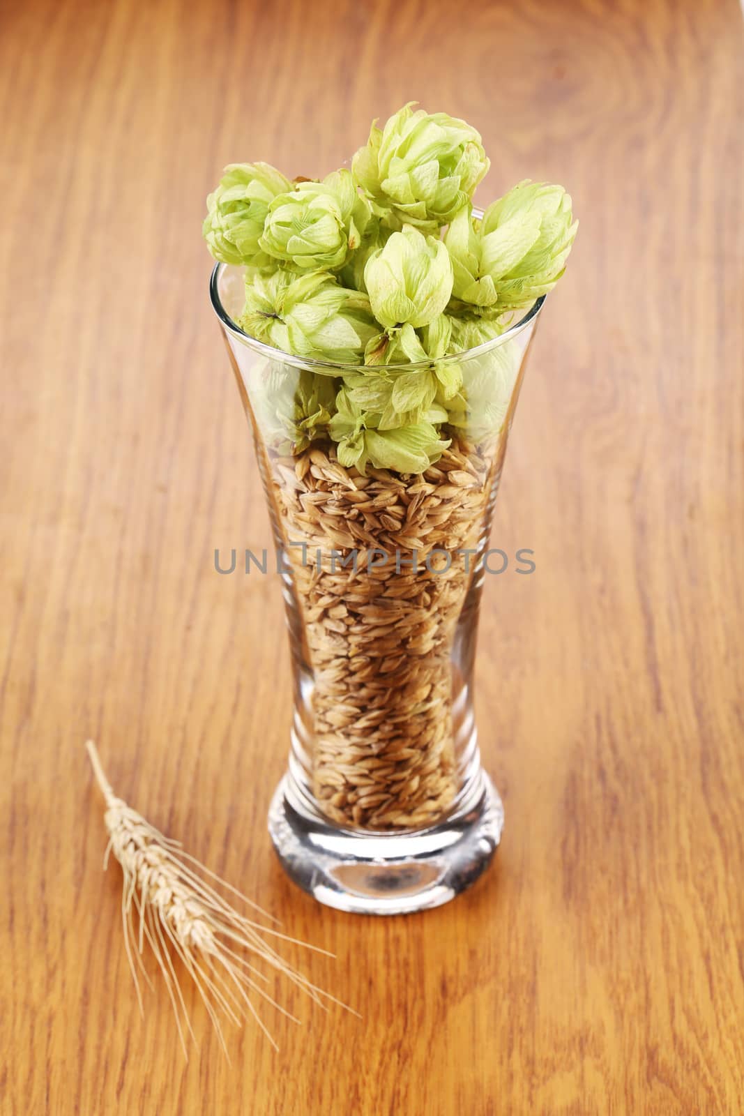 Glass with hop and wheat. Isolated on a white background.