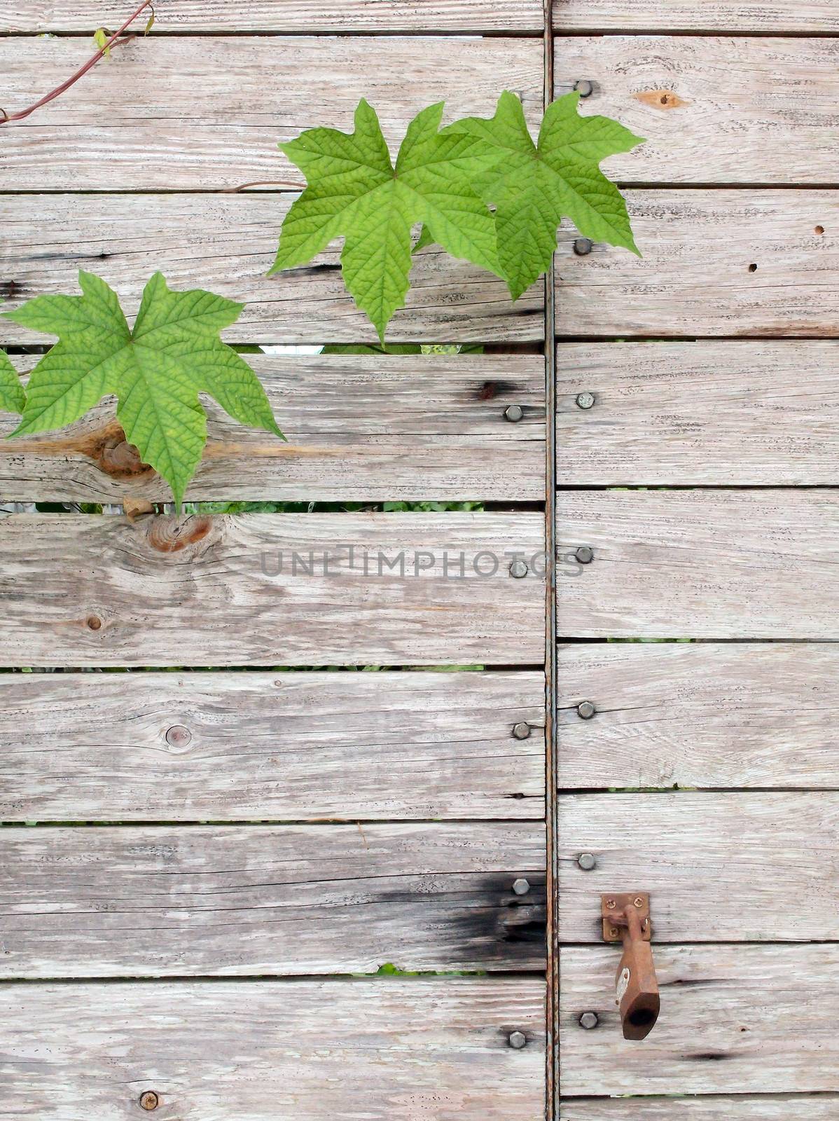 Wood Texture With Leaves by olovedog