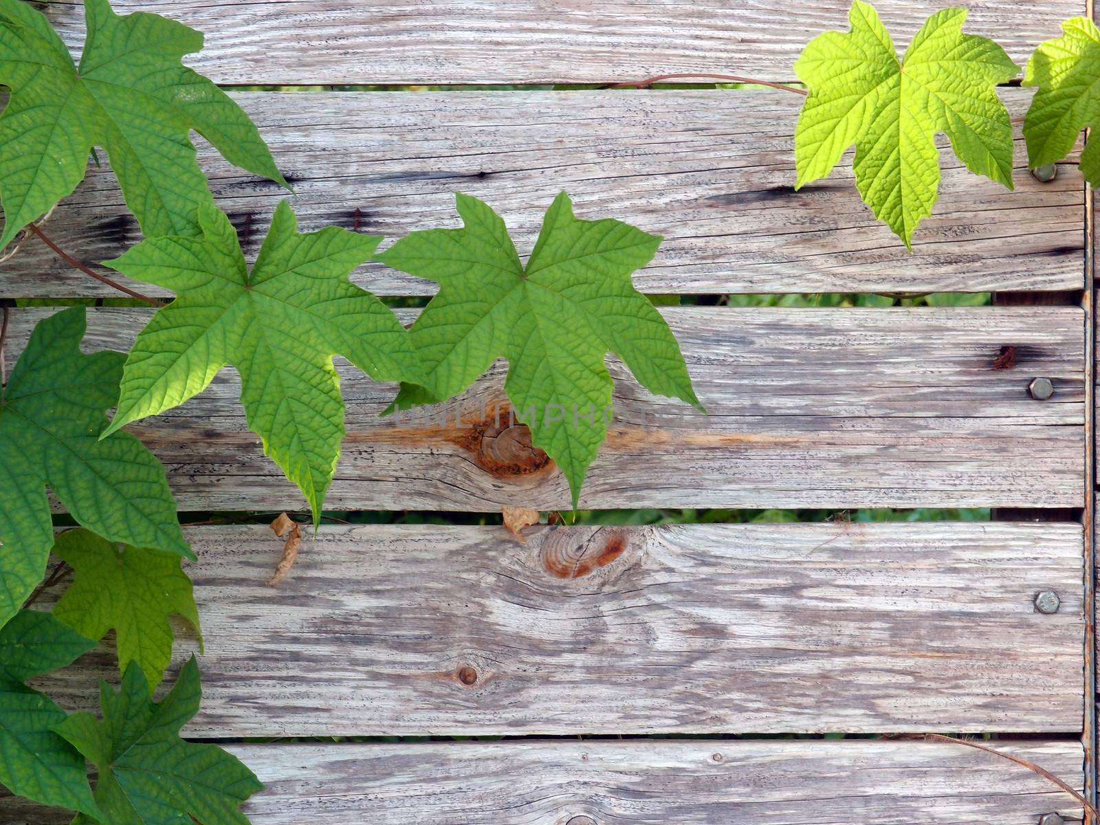 Wood texture with leaves by olovedog