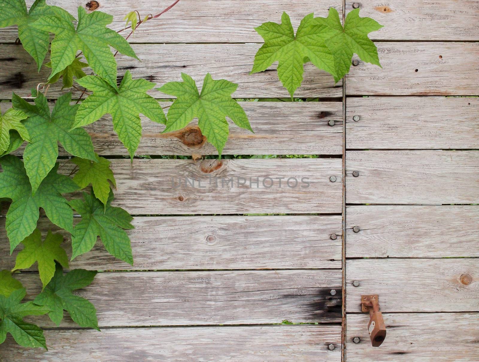 Background of old grunge wood texture with leaves