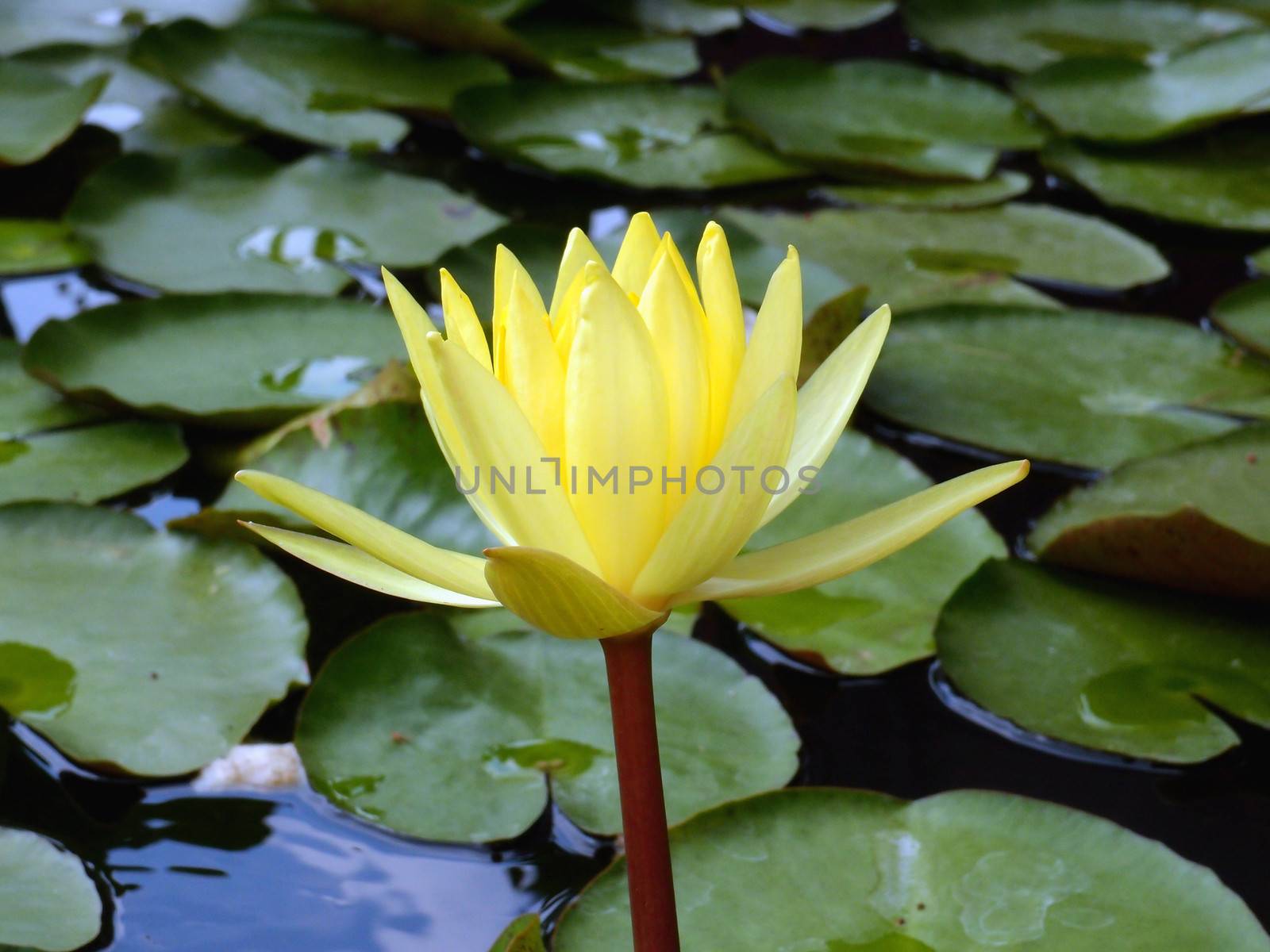 Yellow lotus by olovedog