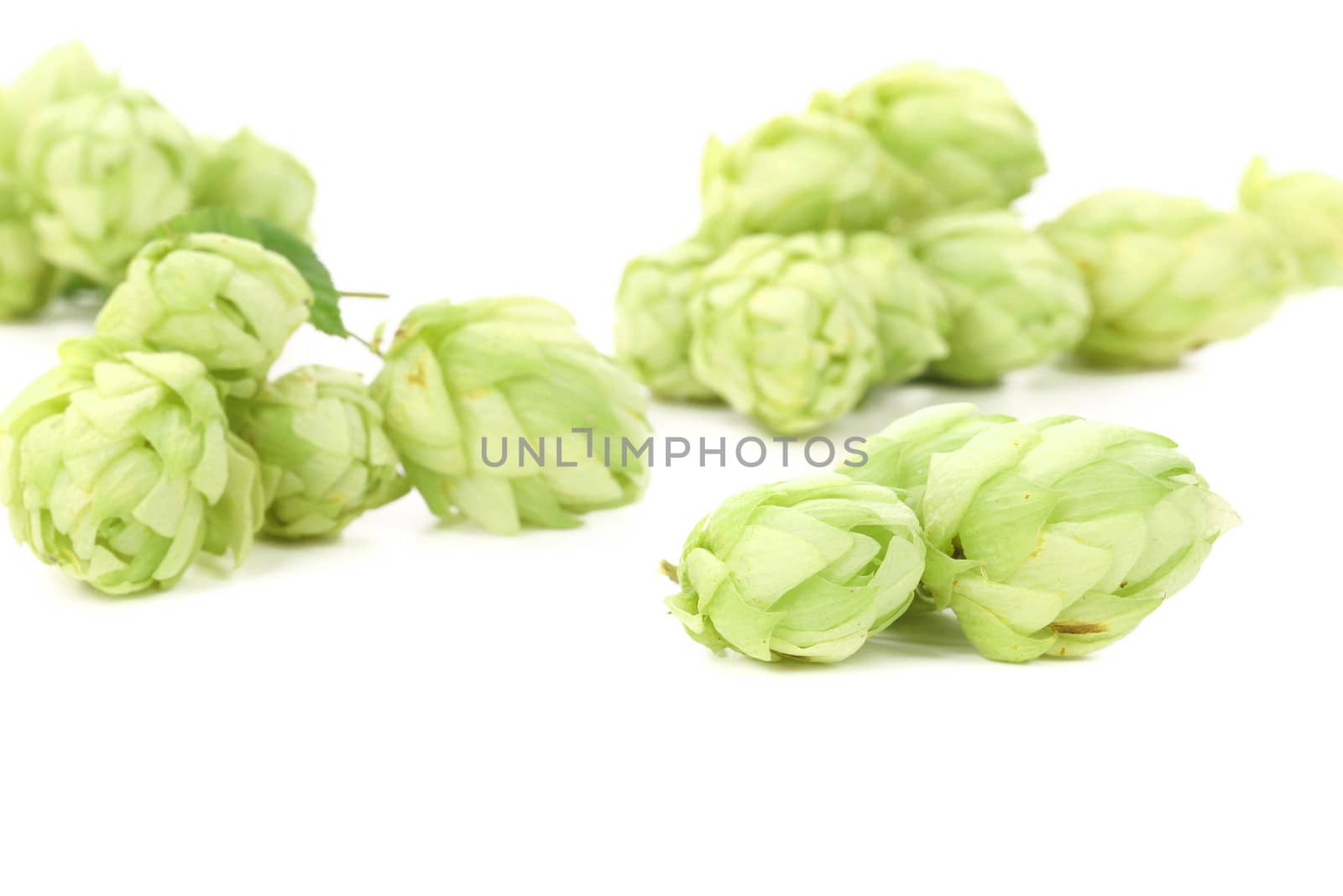 Close up of hop. Isolated on a white background.