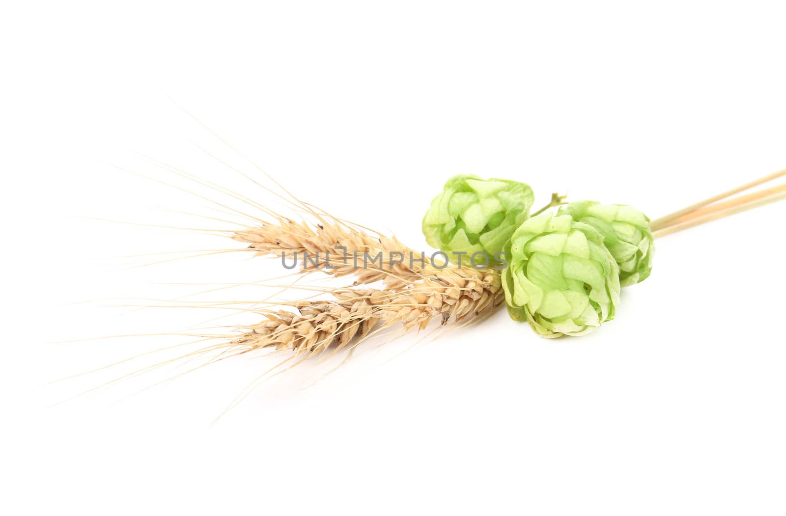 Close up of hop flowers. Isolated on a white background.