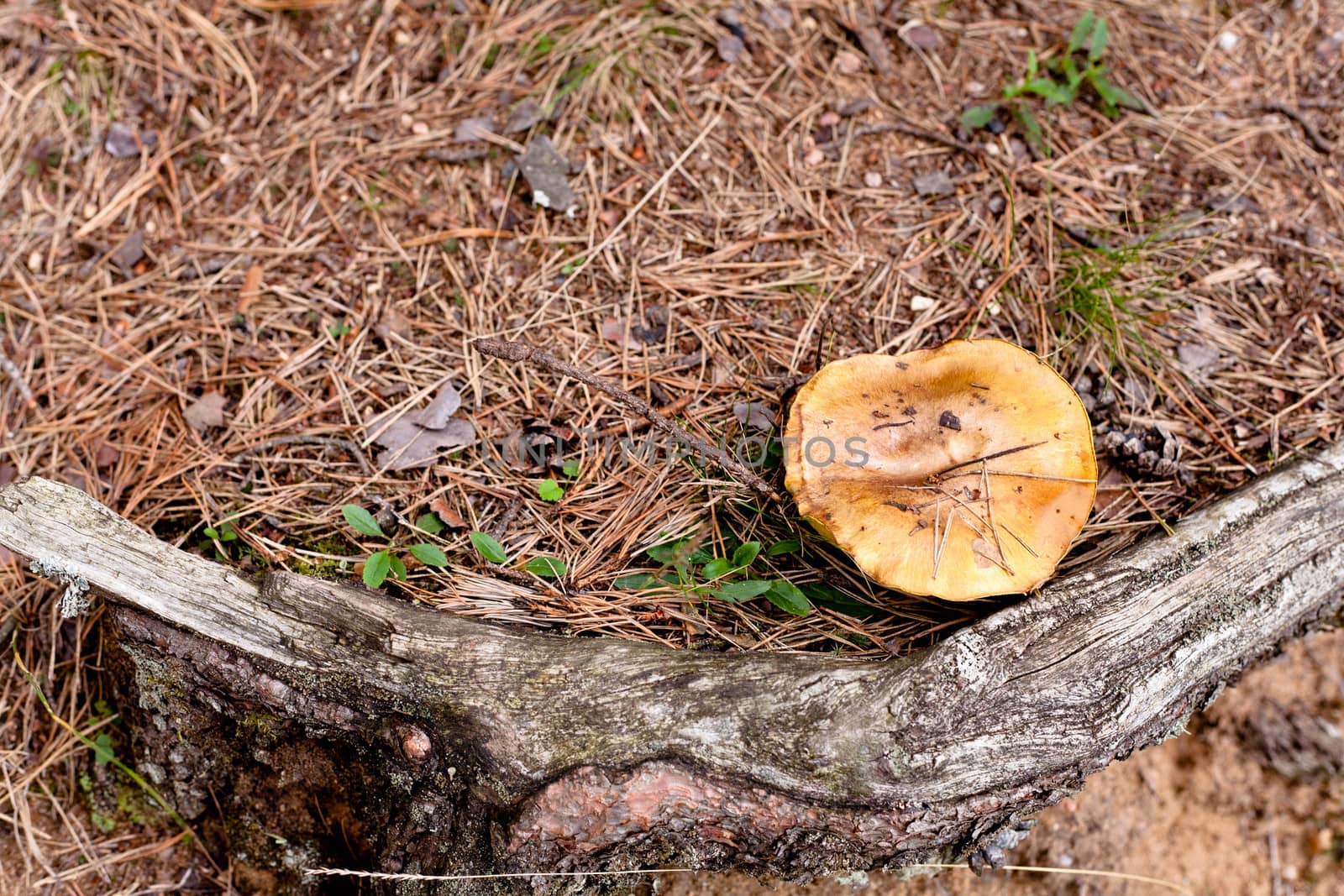 Yellow mushroom and an old root in a forest
