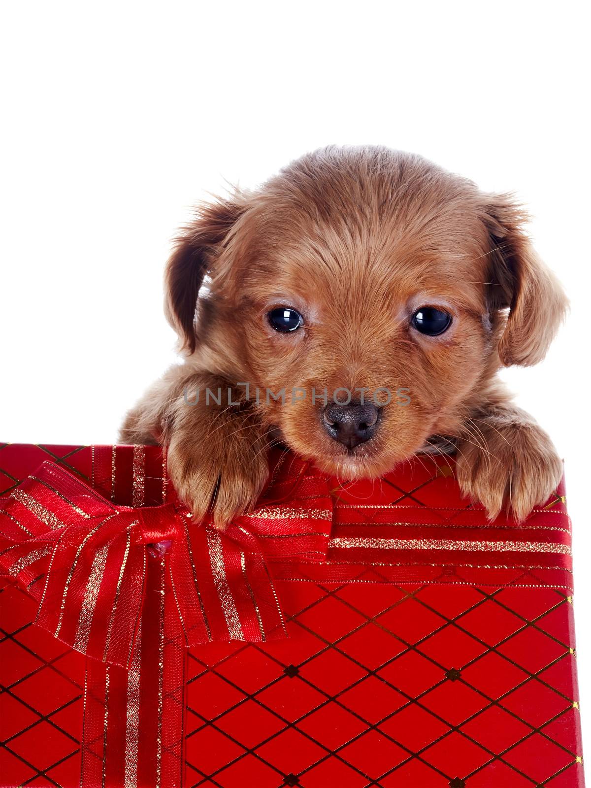 Puppy in a gift box. Puppy of a decorative doggie. Decorative dog. Puppy of the Petersburg orchid on a white background