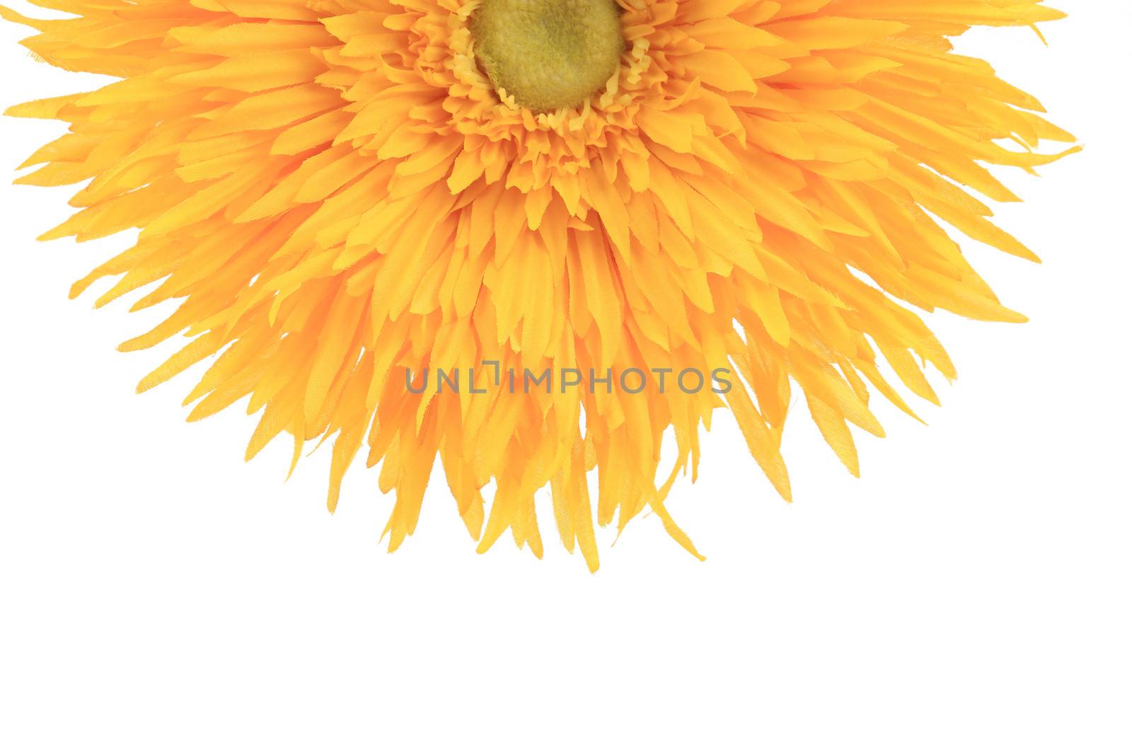 Sunflower close up. Isolated on a white background.