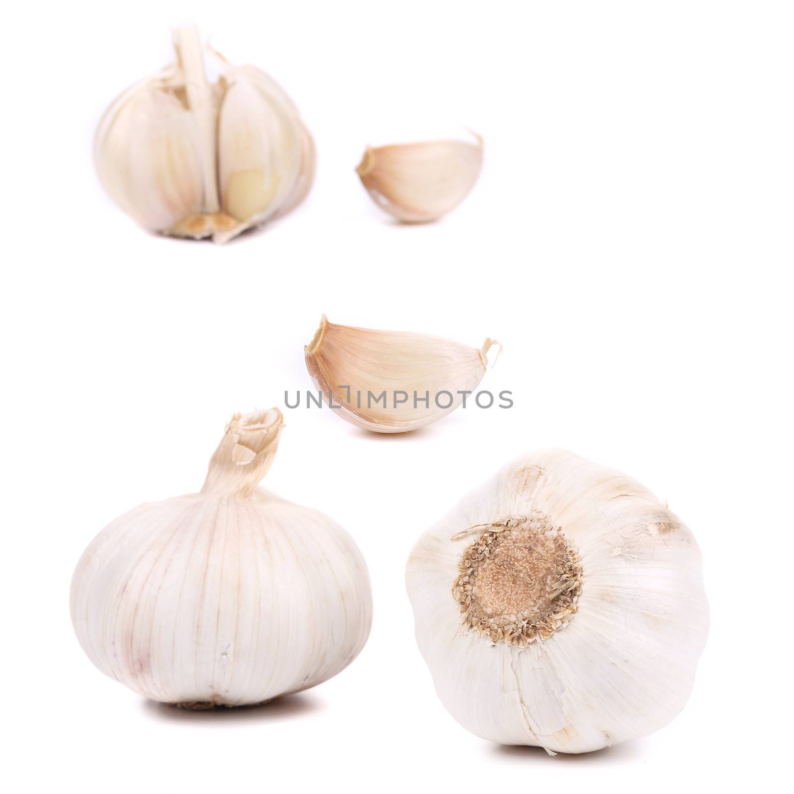 Garlic set isolated. by indigolotos