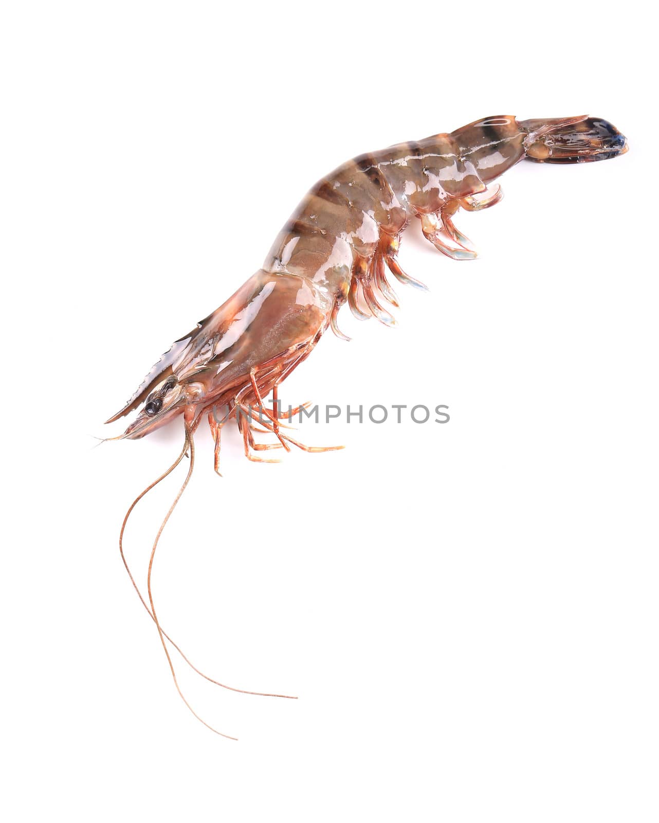 Fresh tiger shrimp closeup. Isolated on a white background.