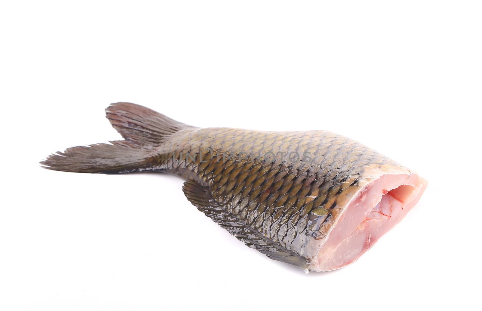 Closeup of carp fish tail. Isolated on a white background.