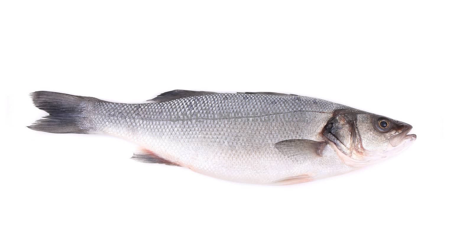 Seabass, Dicentrarchus labrax. Isolated on a white background.