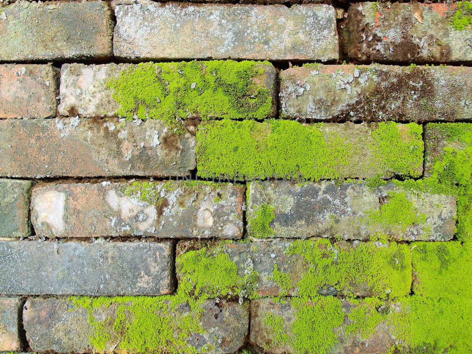 Old Wall Brick With Moss by olovedog