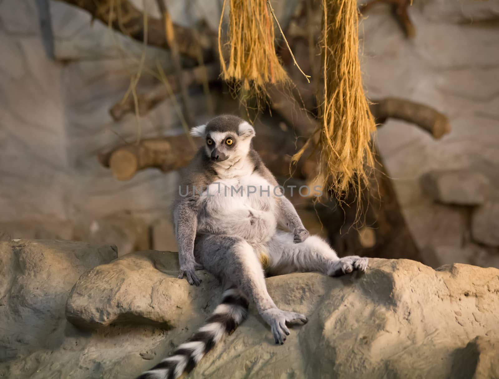 Lemur funny animal by desant7474