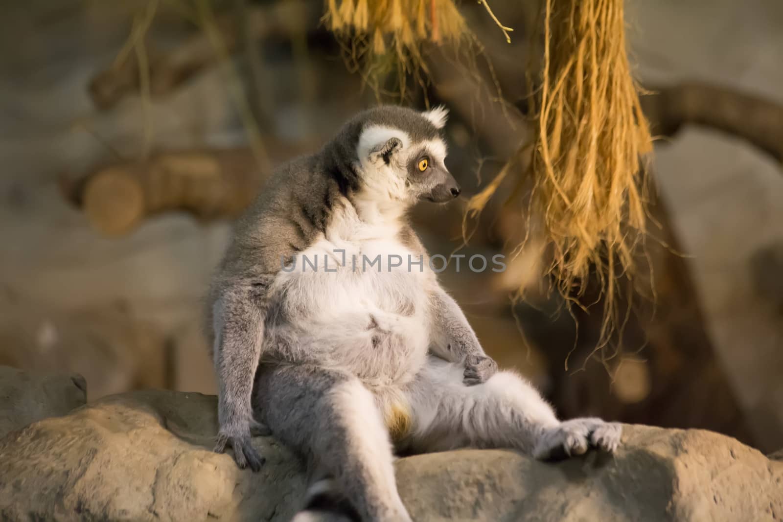 Lemur funny animal