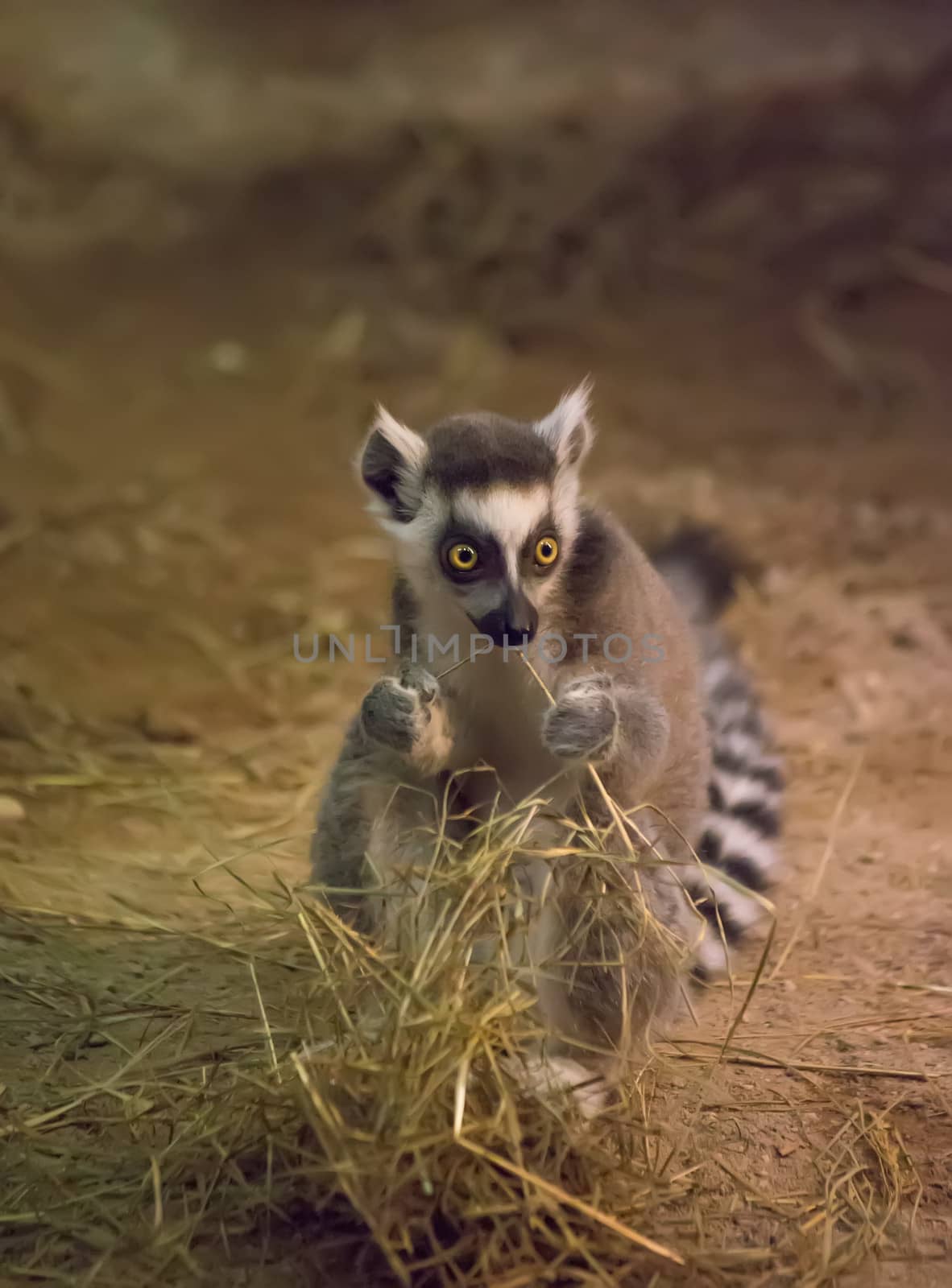 Lemur funny animal by desant7474