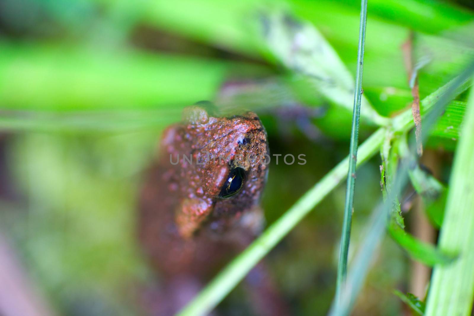 toad close up in a bog