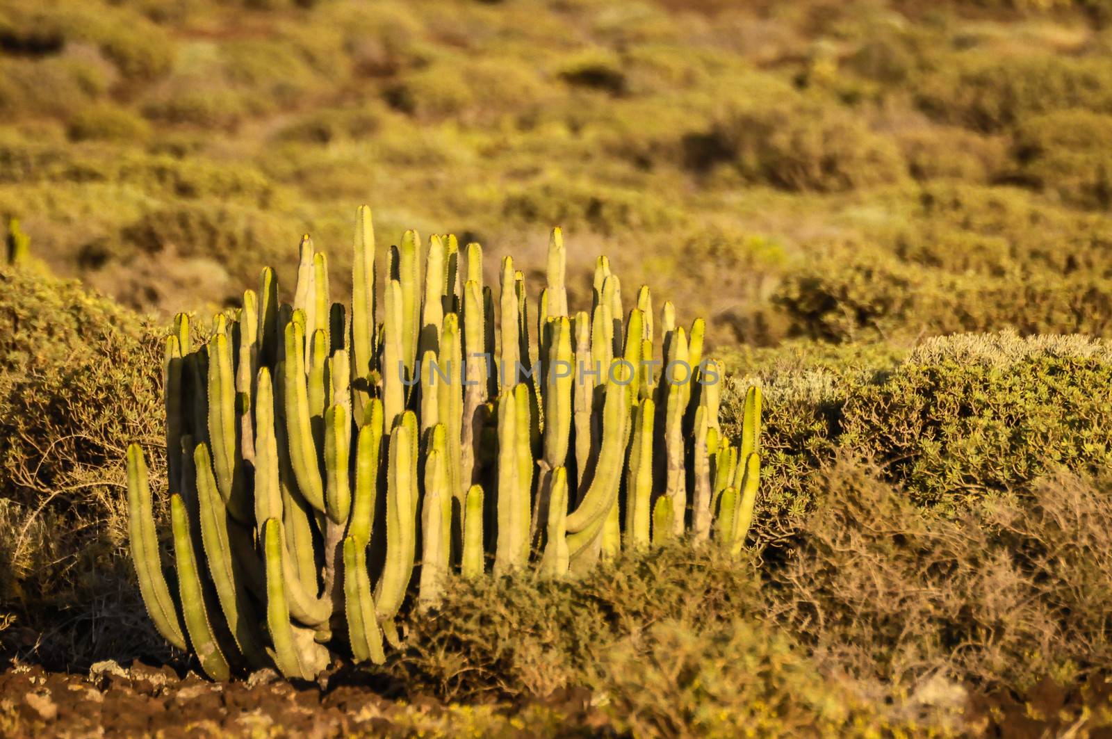 Cactus in the Desert at Sunset Tenerife South Canary Islands Spain