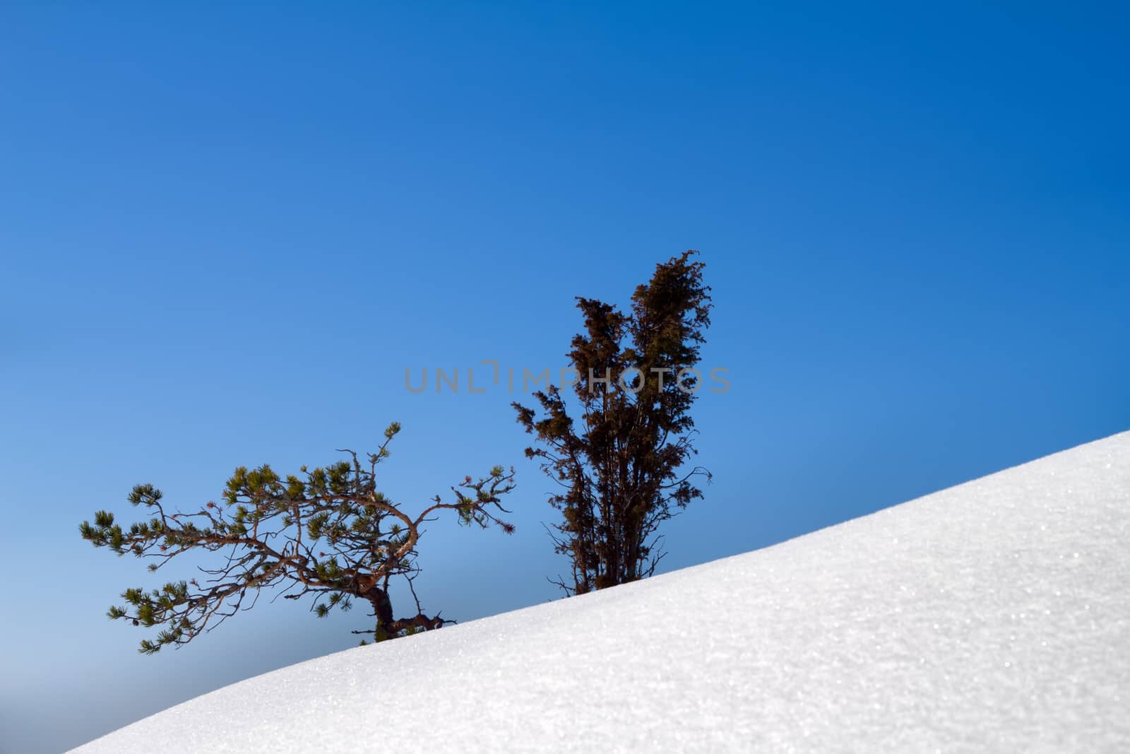 juniper on a mountain slope in the winter