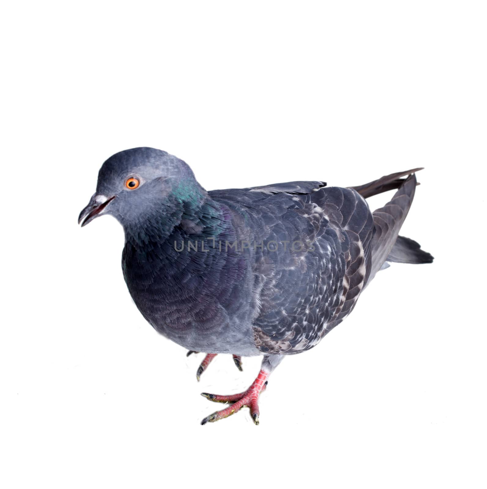 pigeon on a white background close up