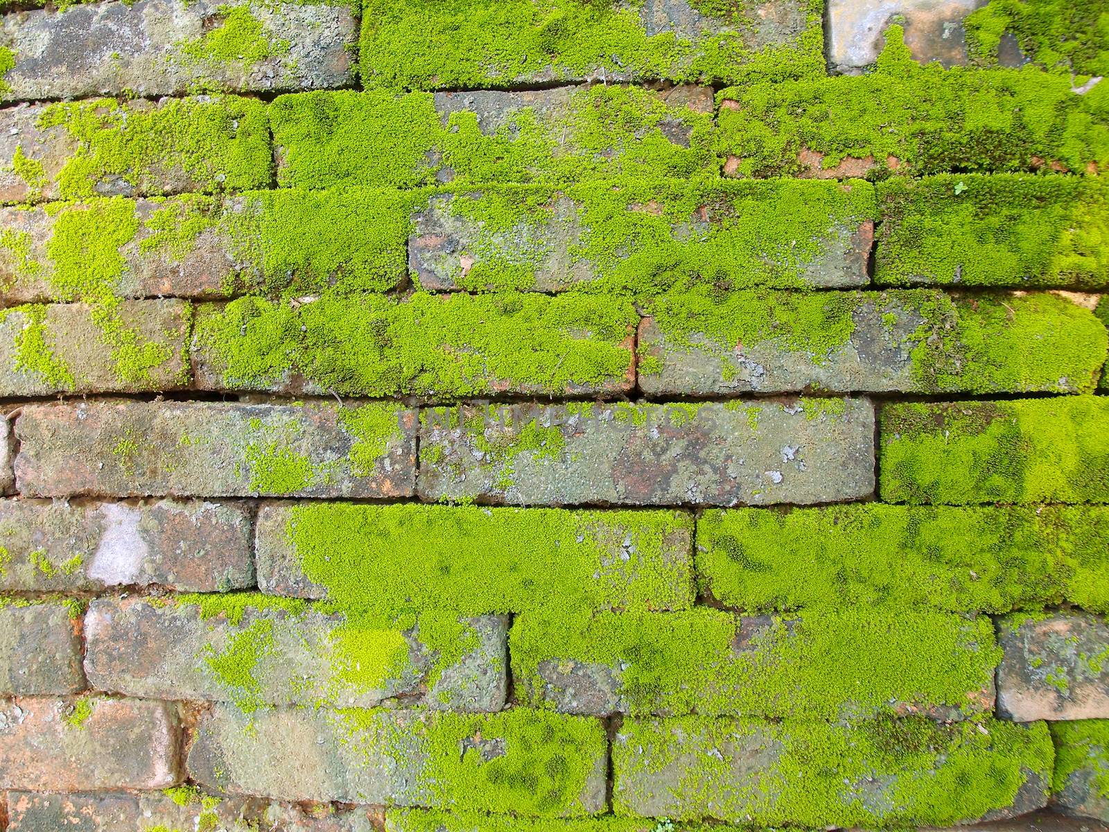 Background of old wall brick with moss