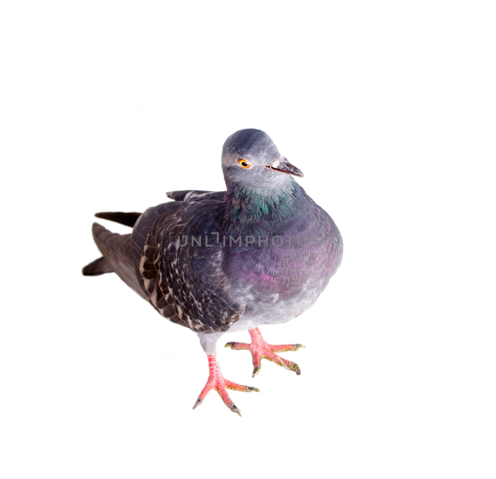 pigeon on a white background close up