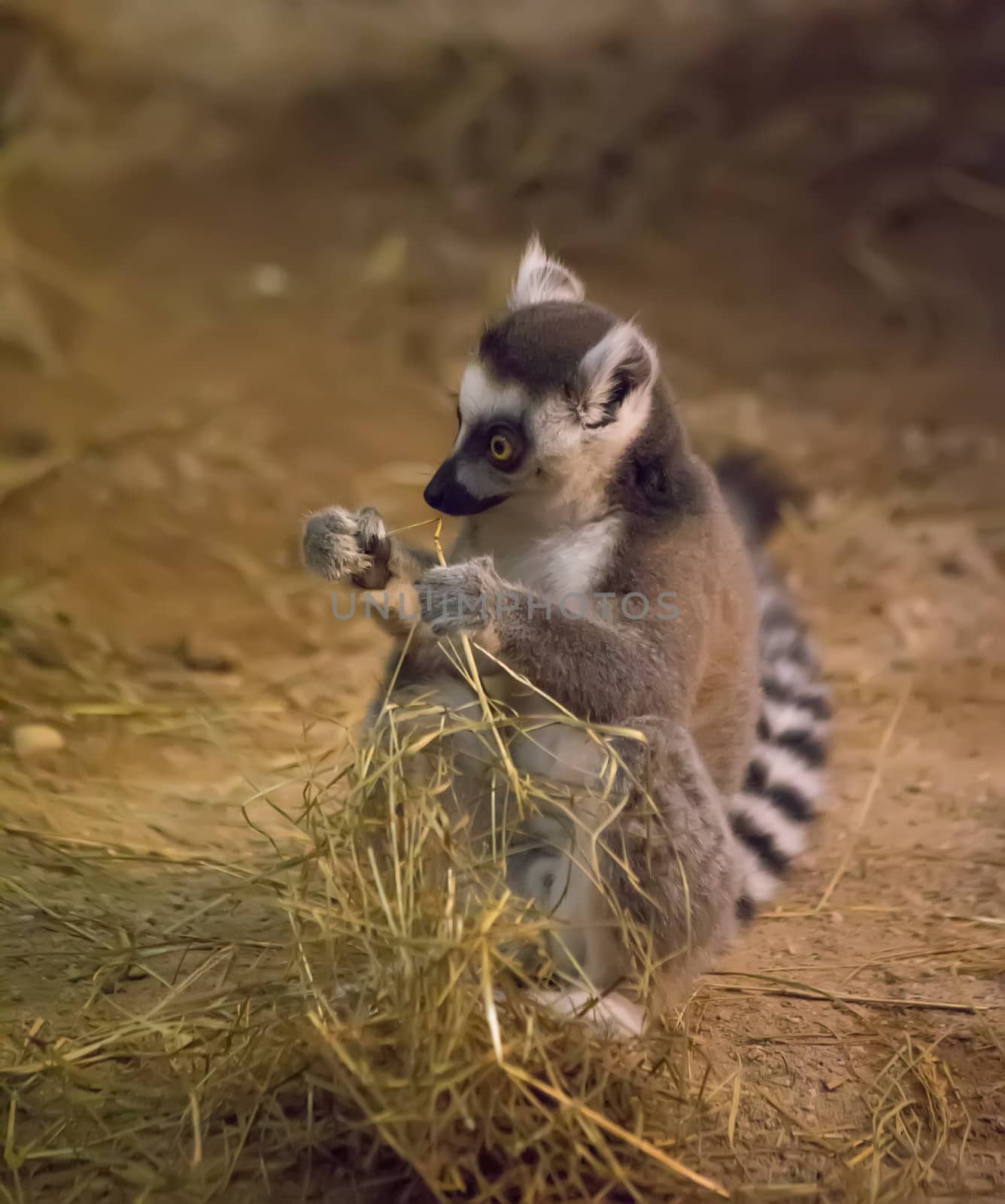 Lemur funny animal