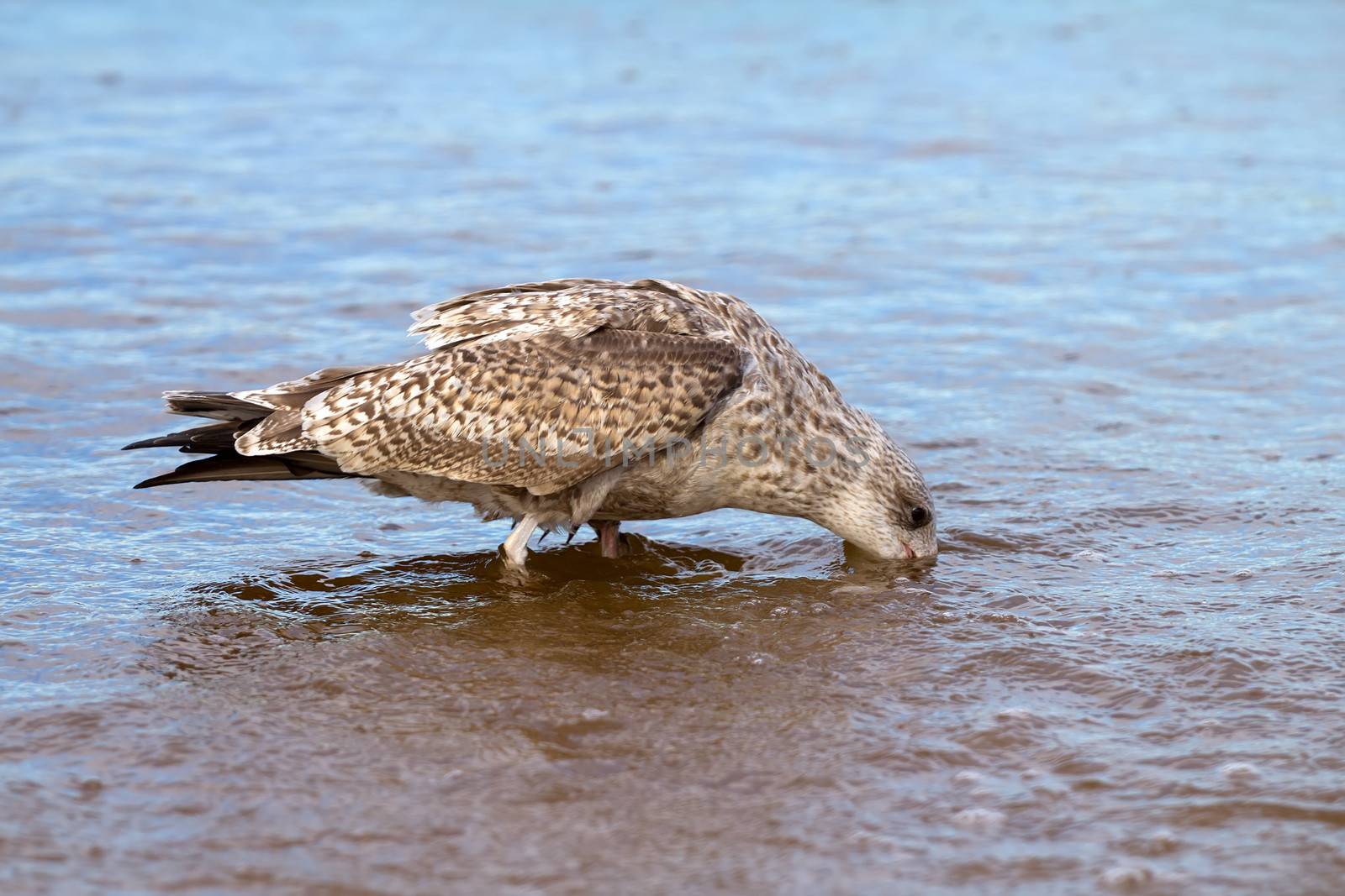 seagull in water among waves