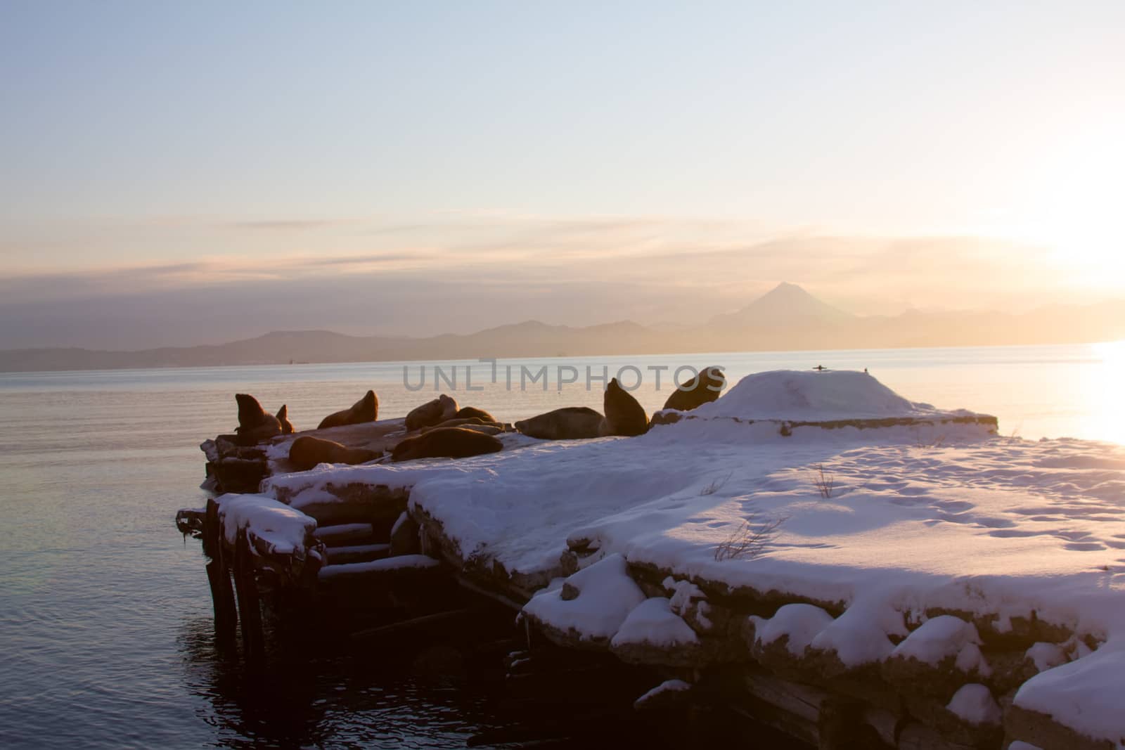 Steller sea lion in  port among the ships