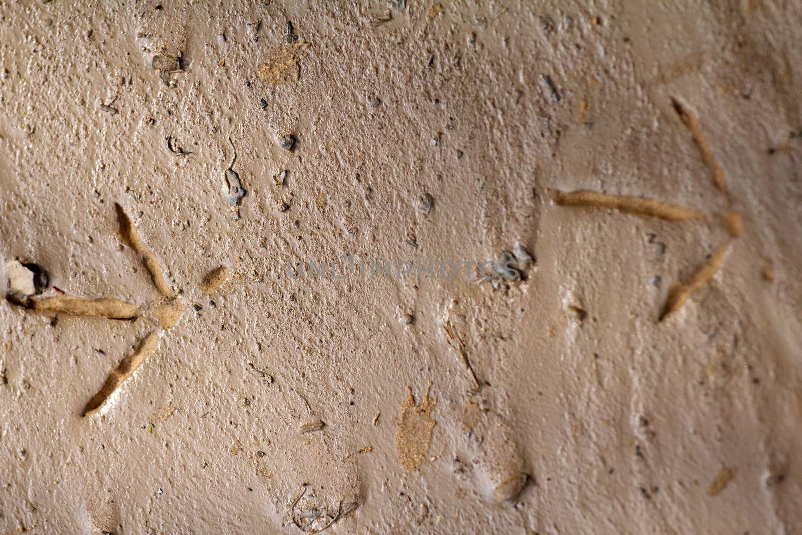 trace of a bird on sand