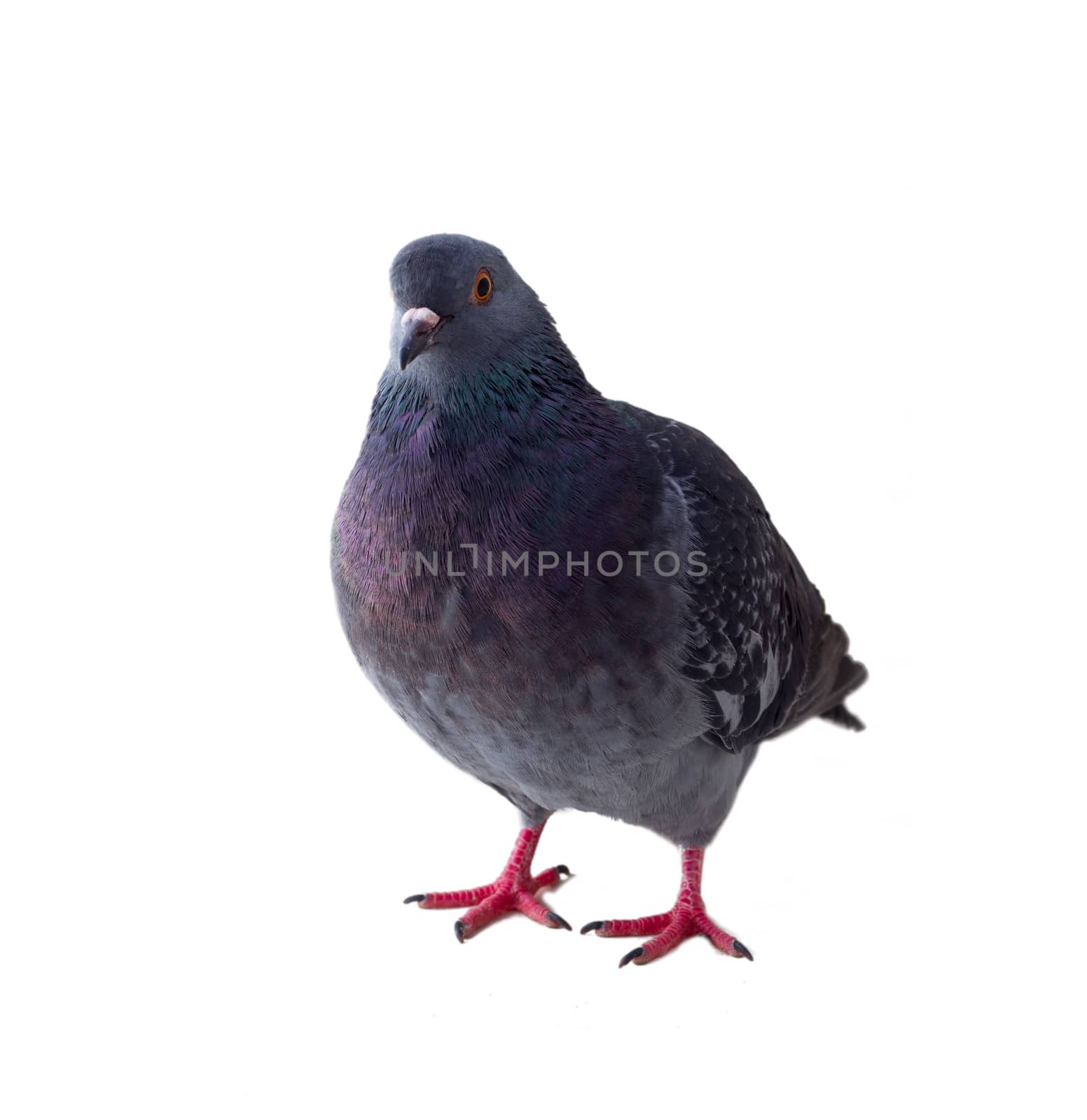 pigeon on a white background close up