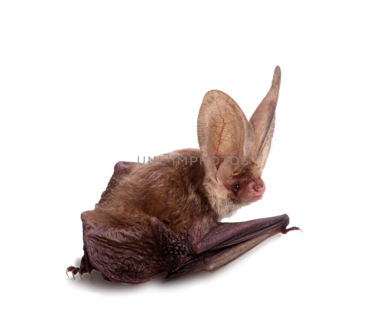 bat close up on a white background