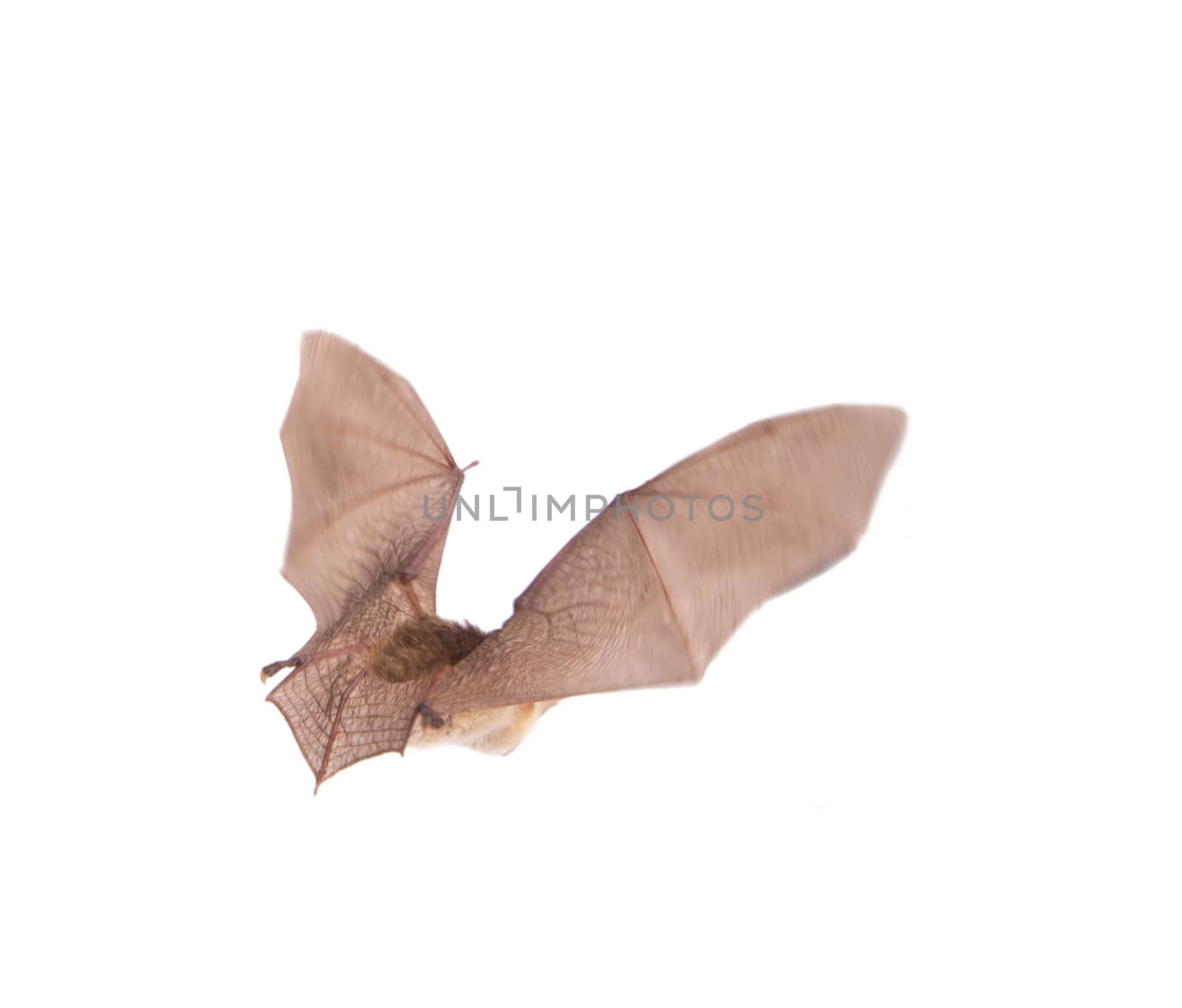 bat close up in flight on a white background