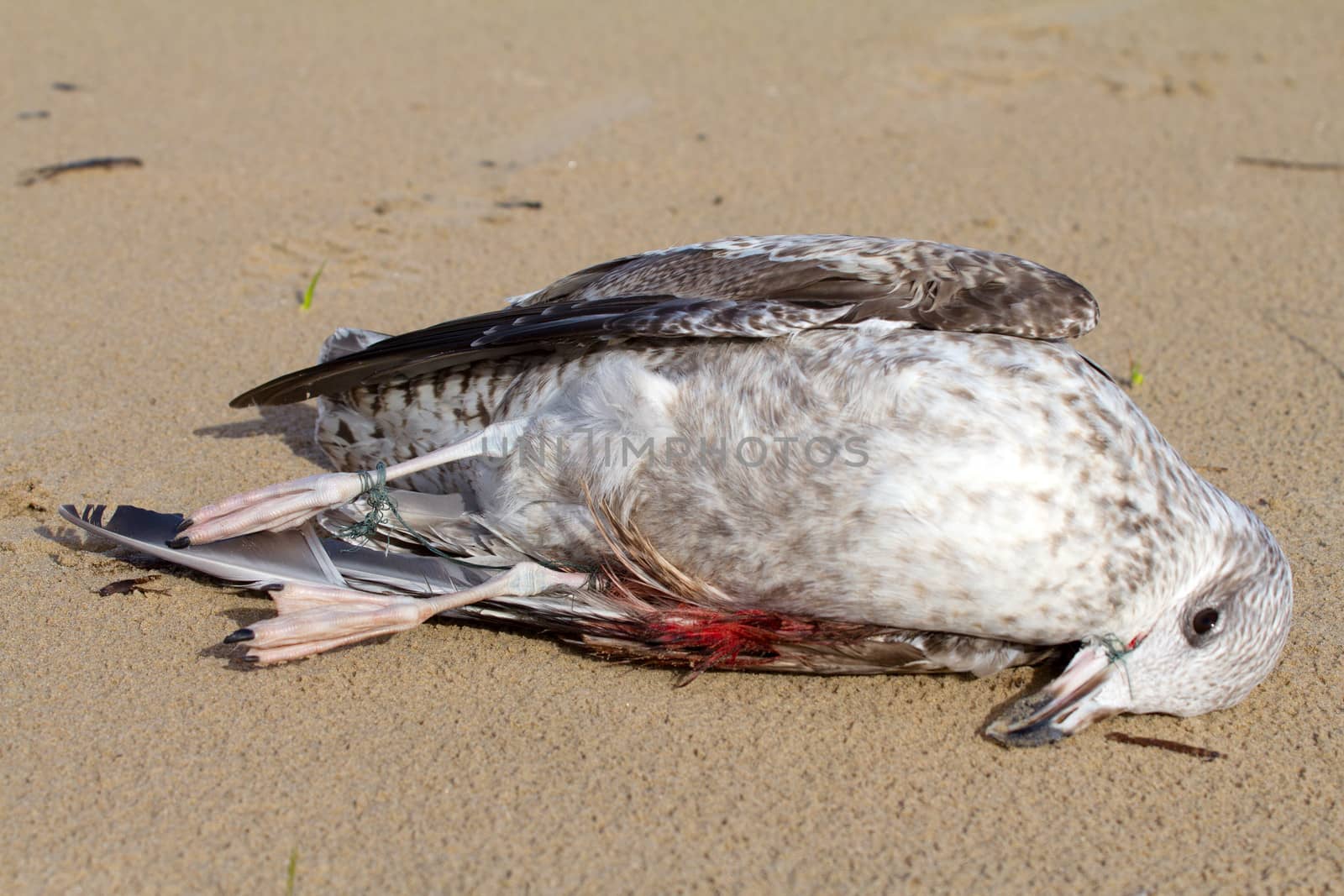 seagull caught in a fishing line